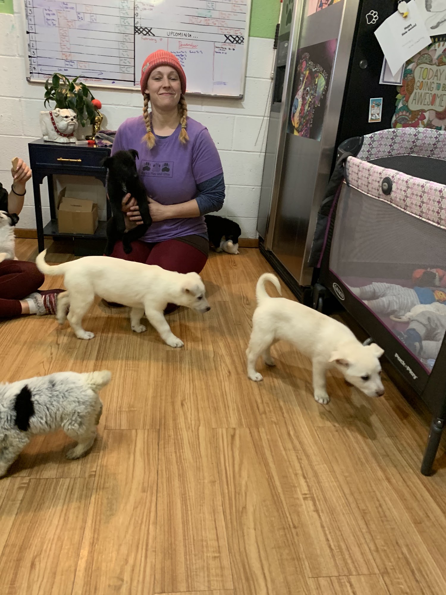 Happy Little Rescue Grand Junction