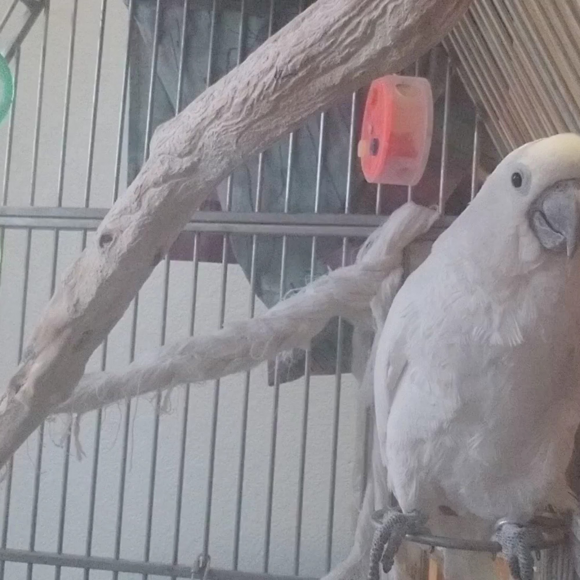 St. Michaels Companion Animal Hospital Greeley