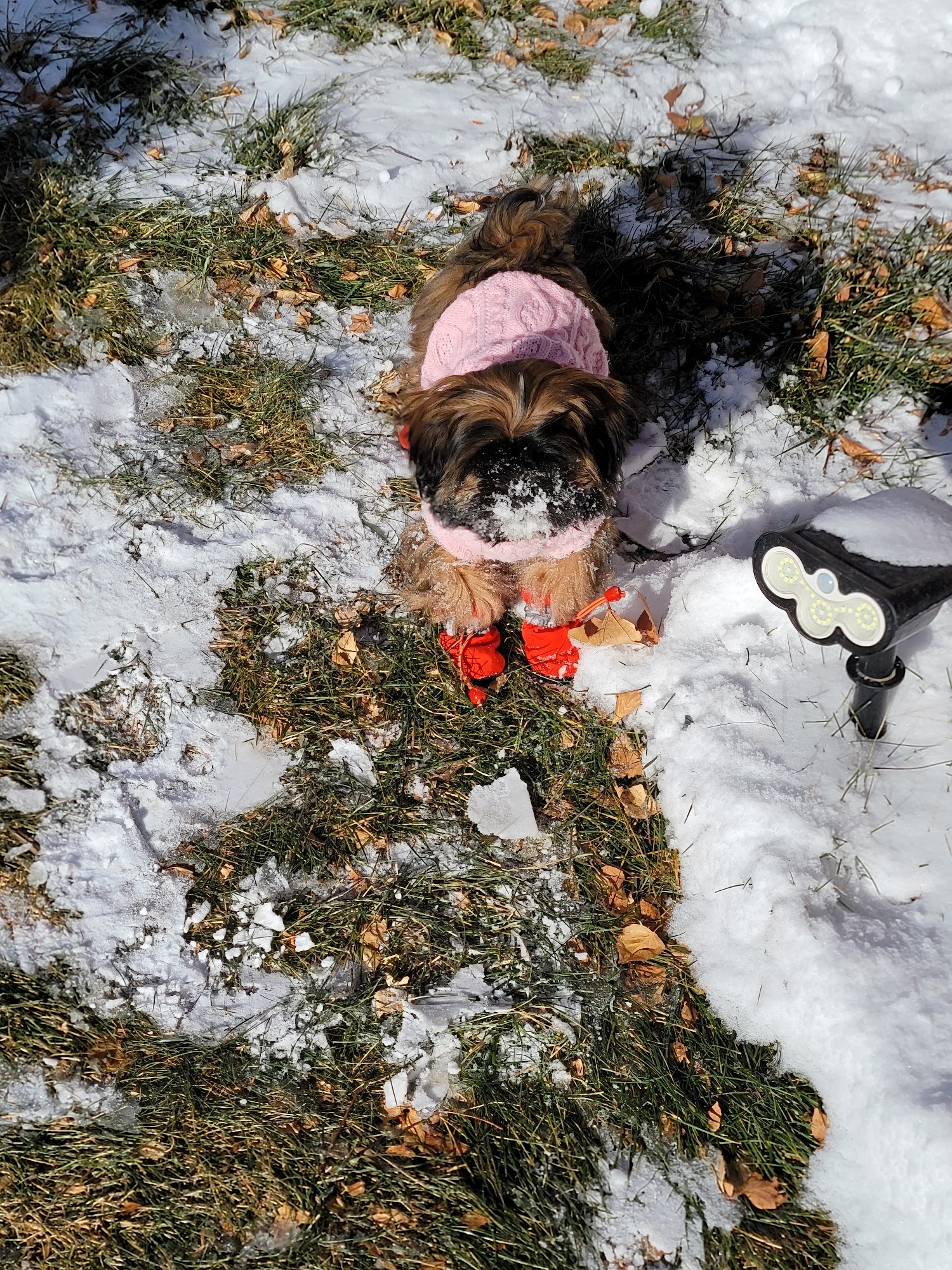 Midge's Pet Grooming Greeley