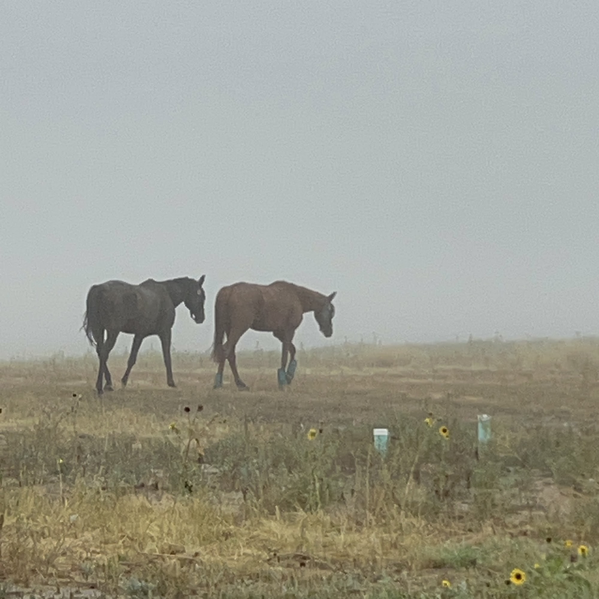 Mathis Michael J DVM