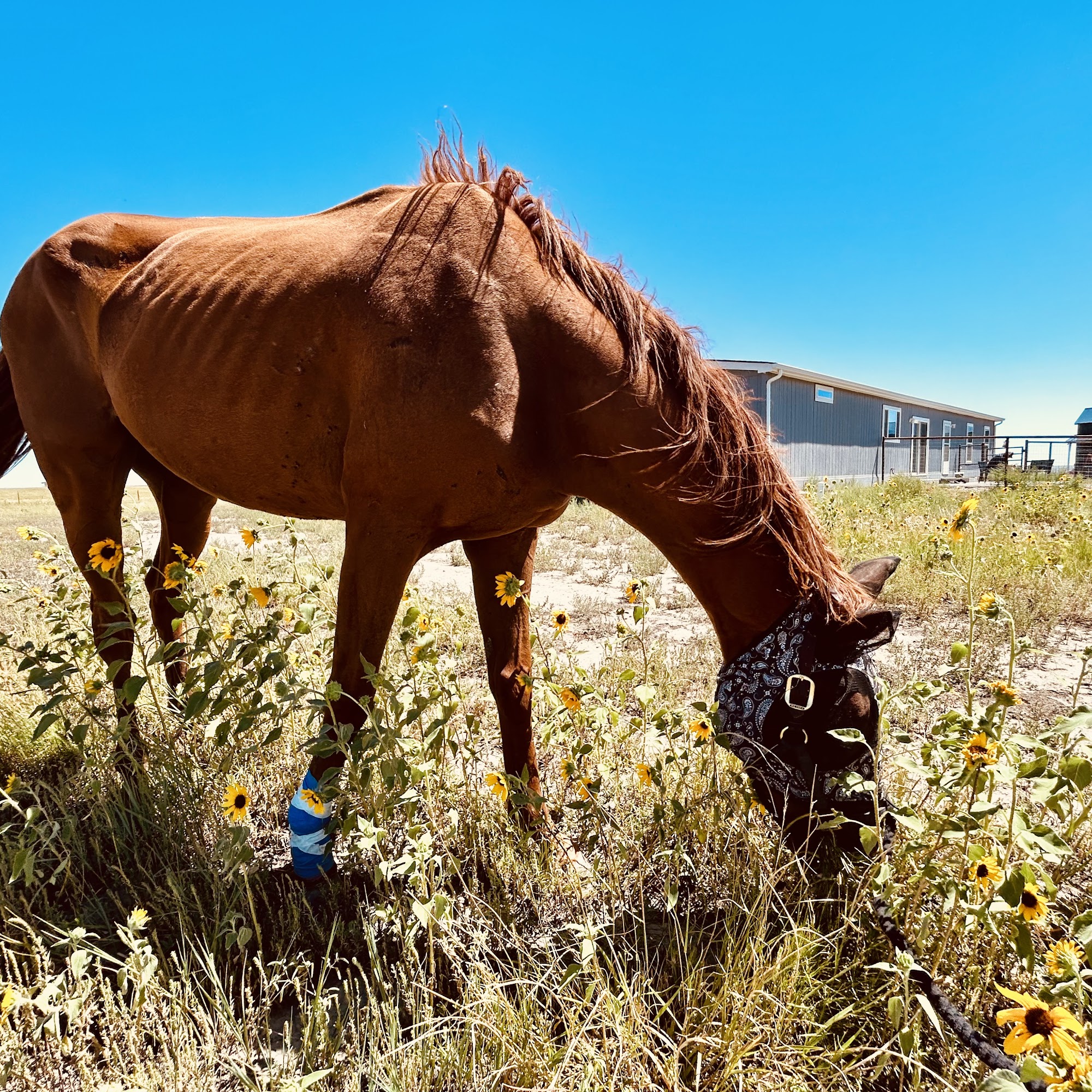 Mathis Michael J DVM 1901 1st Ave, Greeley Colorado 80631