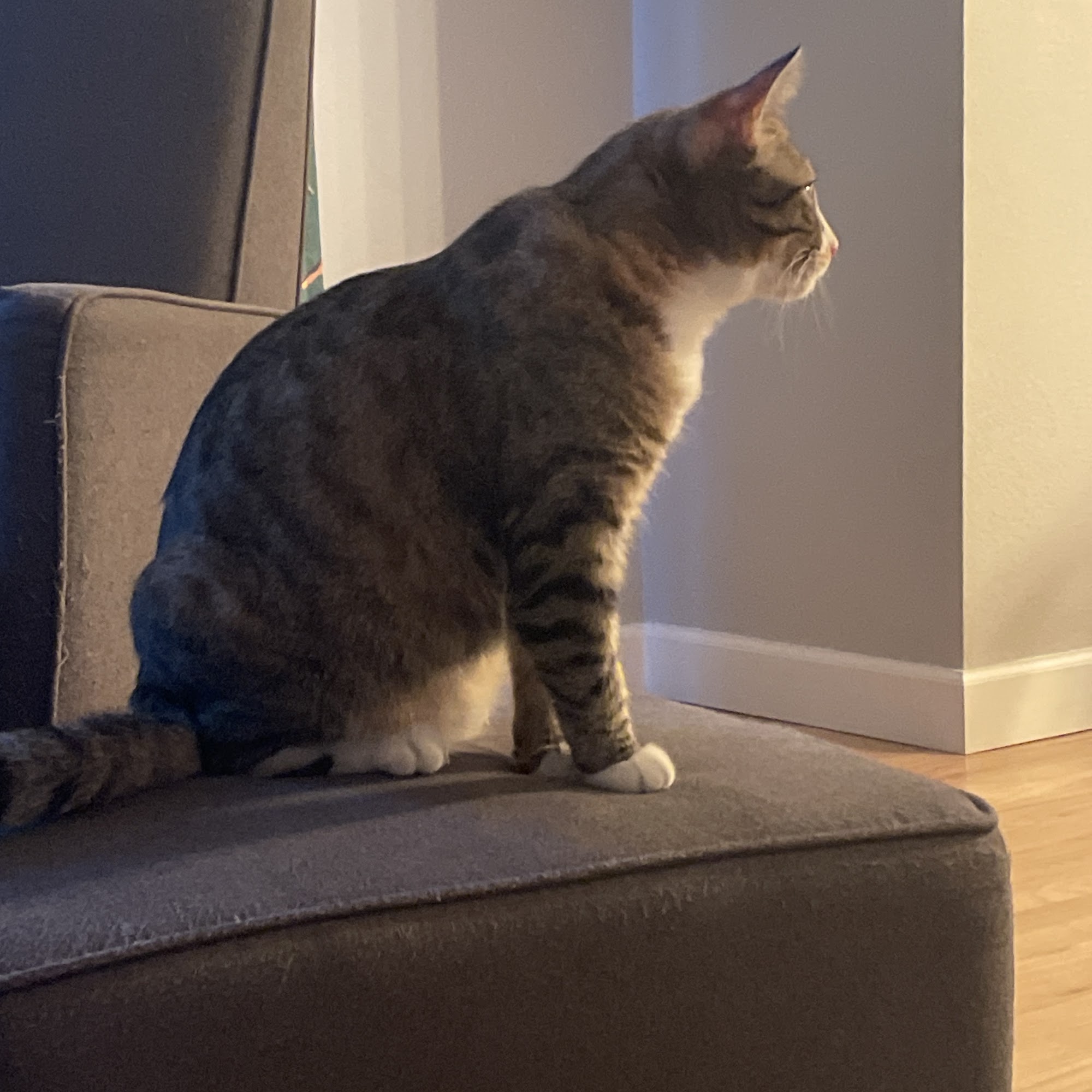 Vetco Total Care Animal Hospital Greeley