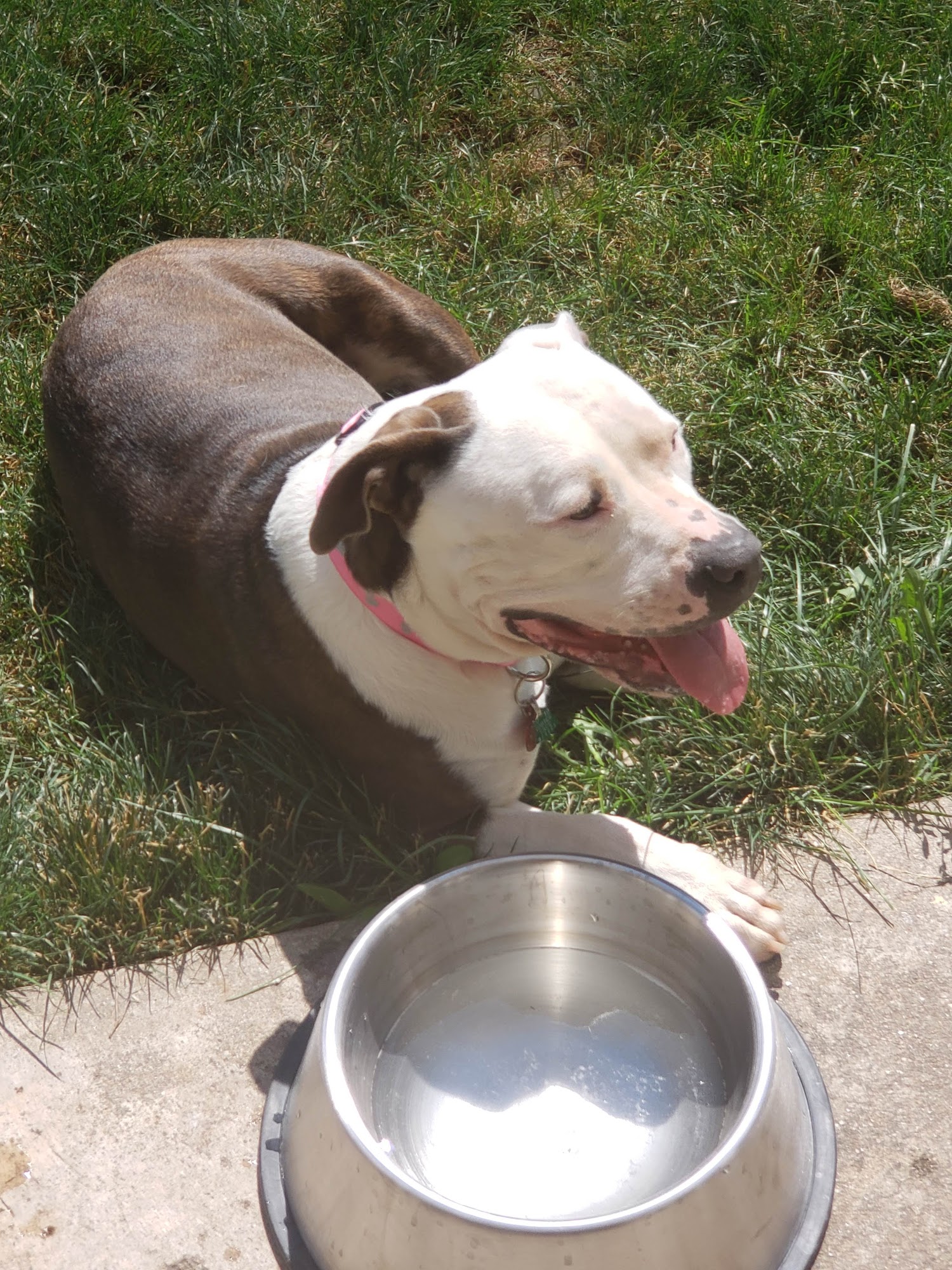 Vetco Total Care Animal Hospital Greeley