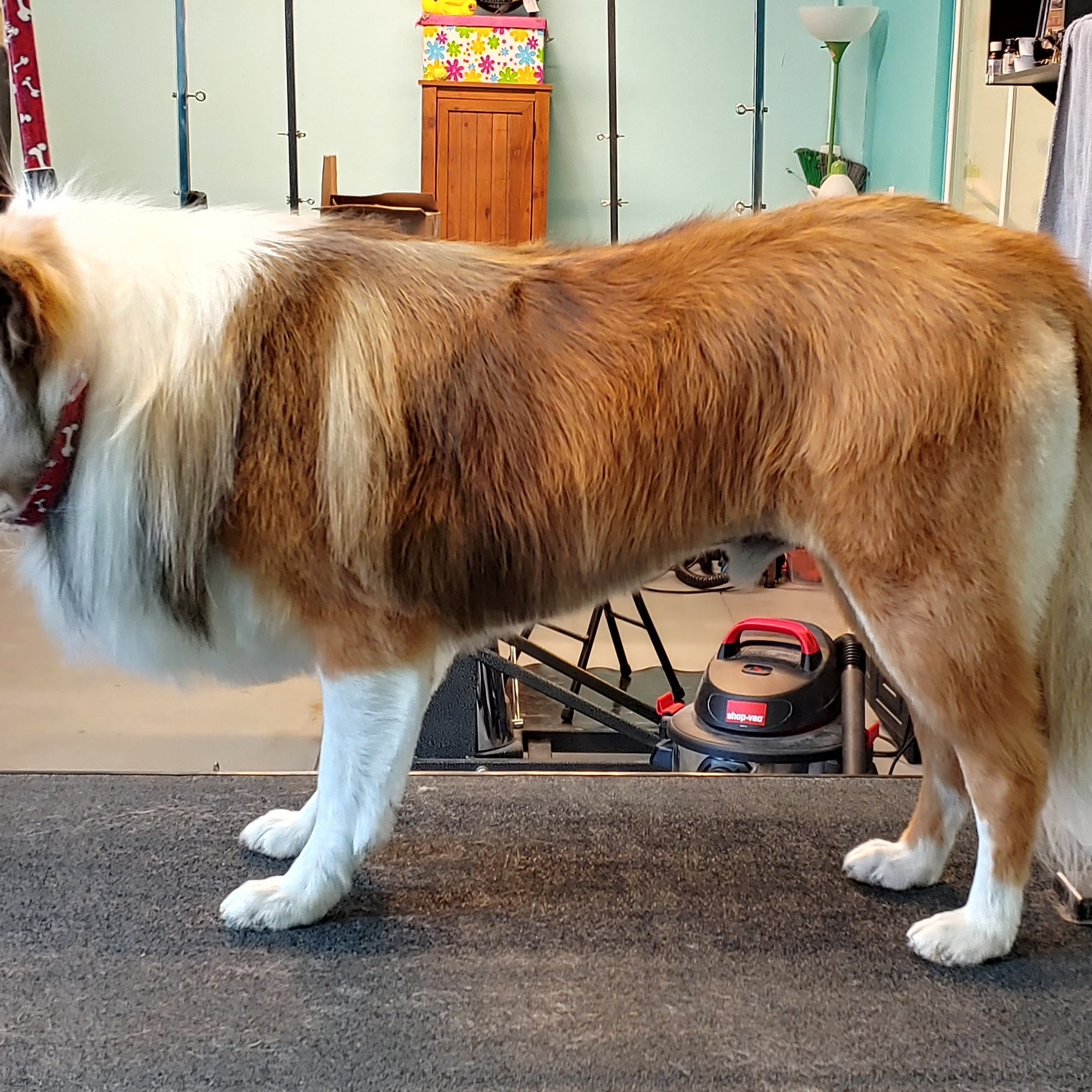 Beai's Grooming Salon LLC Greeley