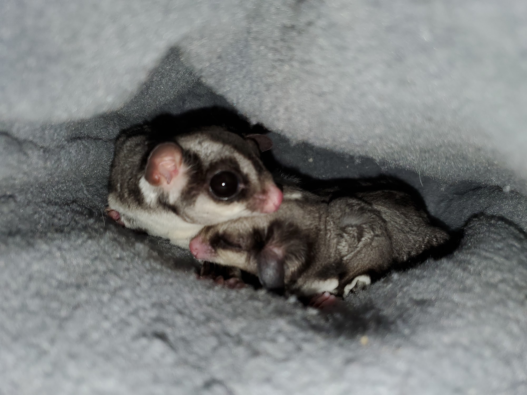 Colorado Sugar Gliders LLC Greeley