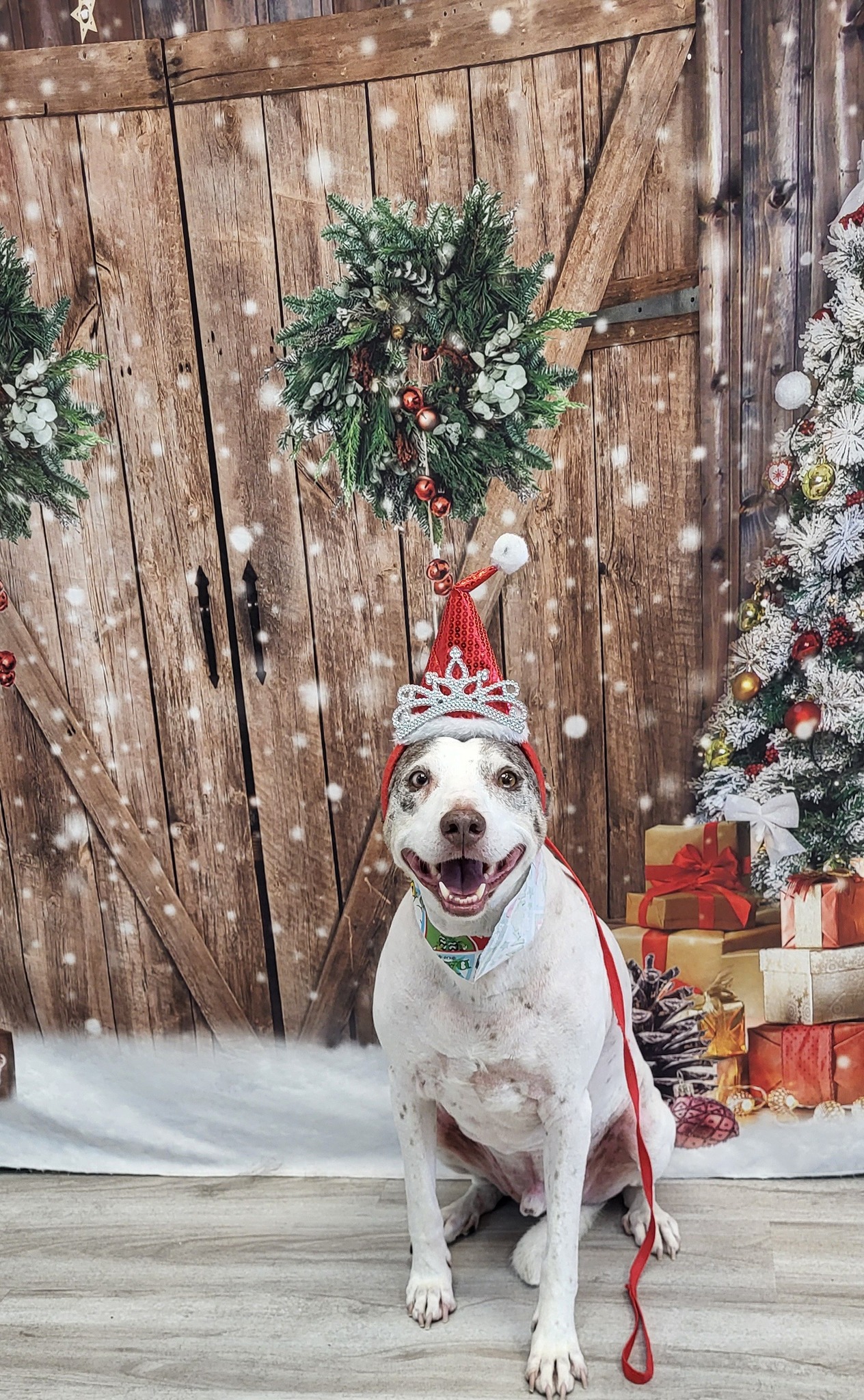 A Dog's Life Professional Grooming & Canine Massage (Sorry not mobile groomer) Greeley