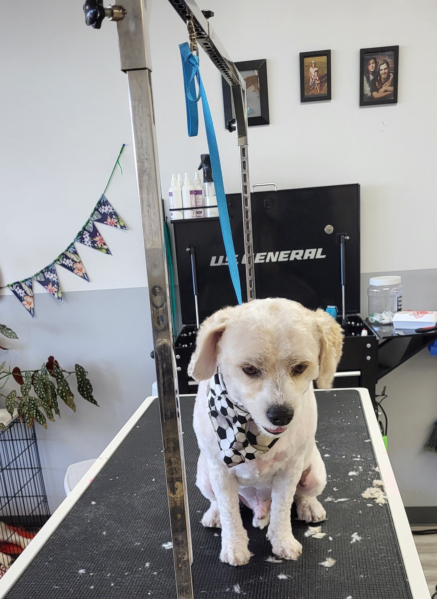 A Dog's Life Professional Grooming & Canine Massage (Sorry not mobile groomer) Greeley