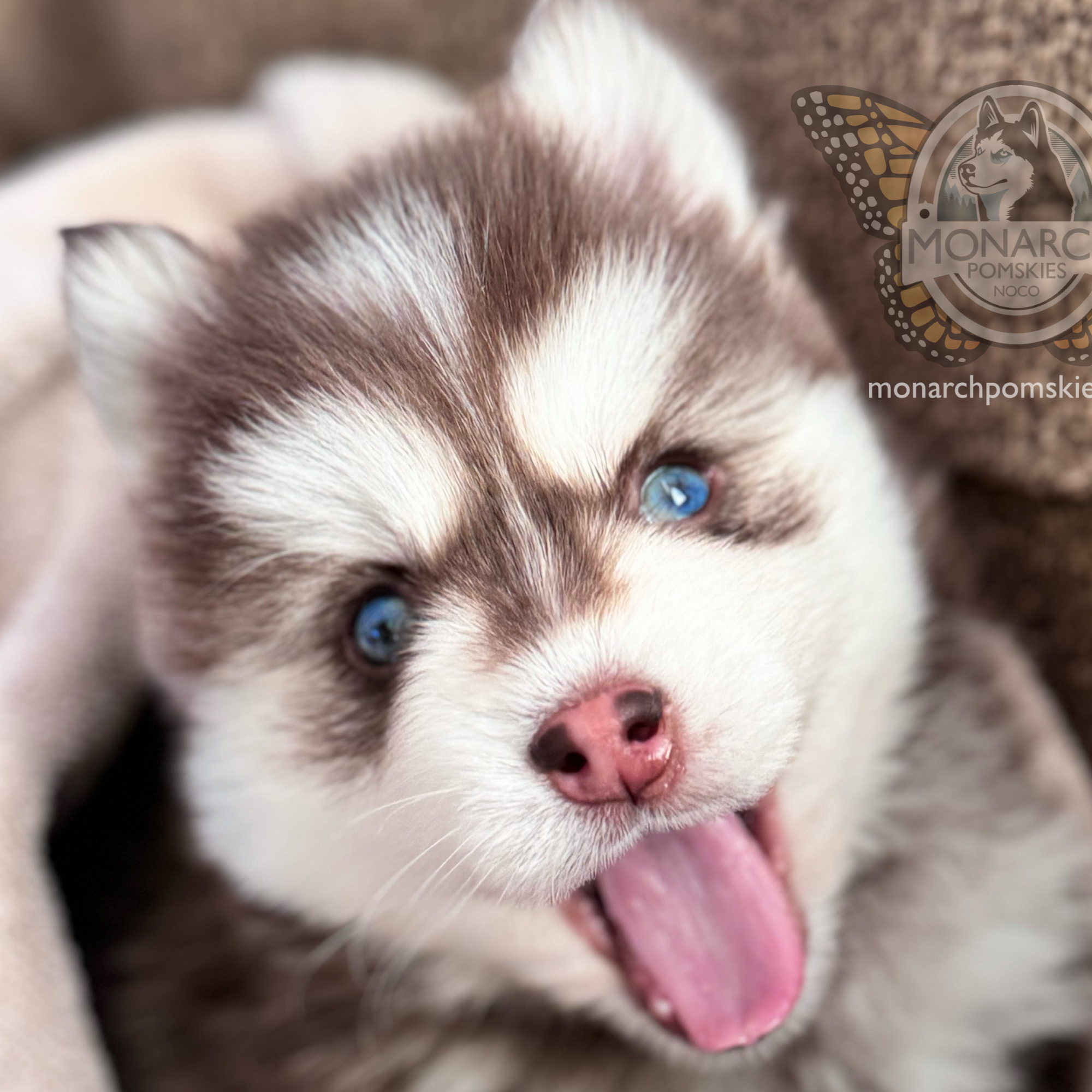 Monarch Pomskies Greeley