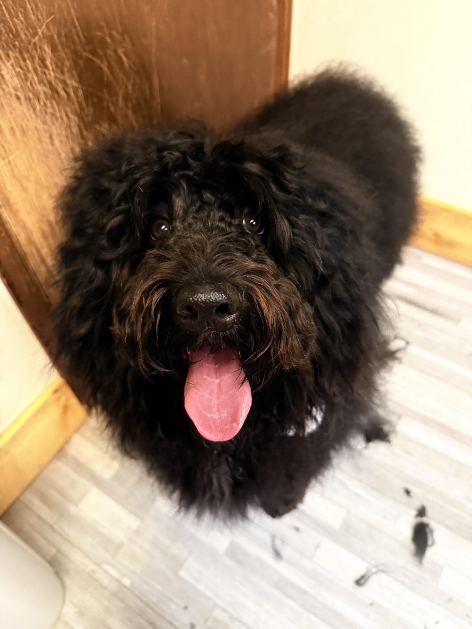 Hair of the Dawg Gunnison