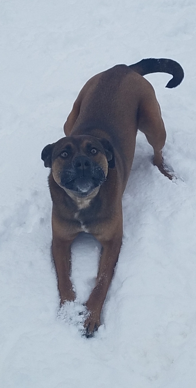 Critter Sitters & Gunnison Vet Clinic Gunnison