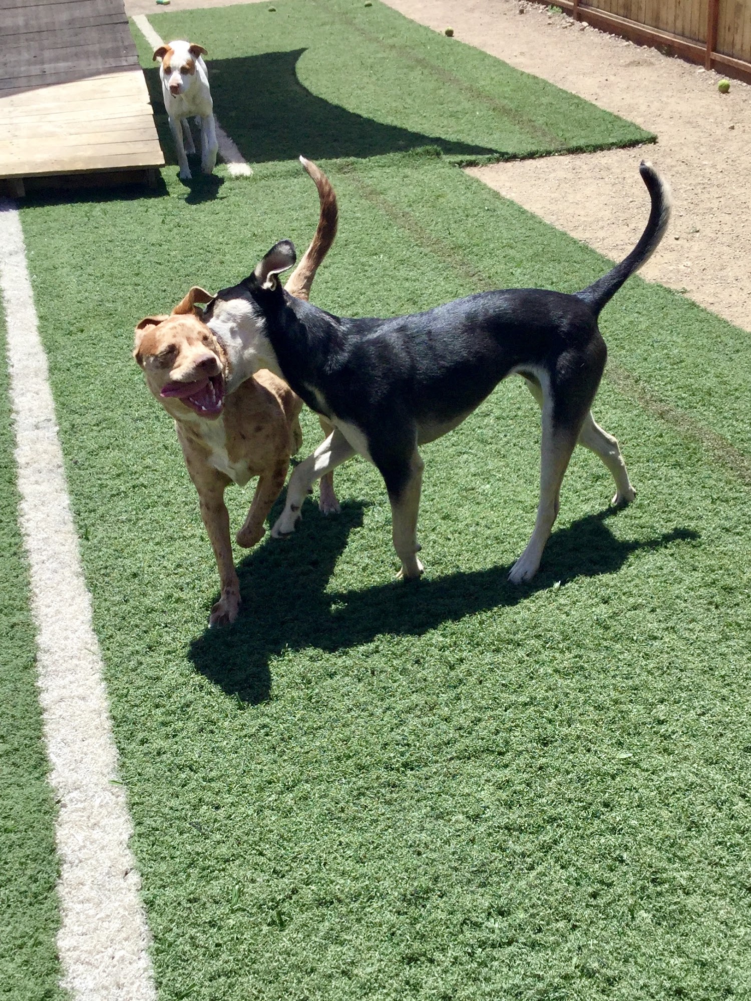 Dog Cabin Resort Gunnison