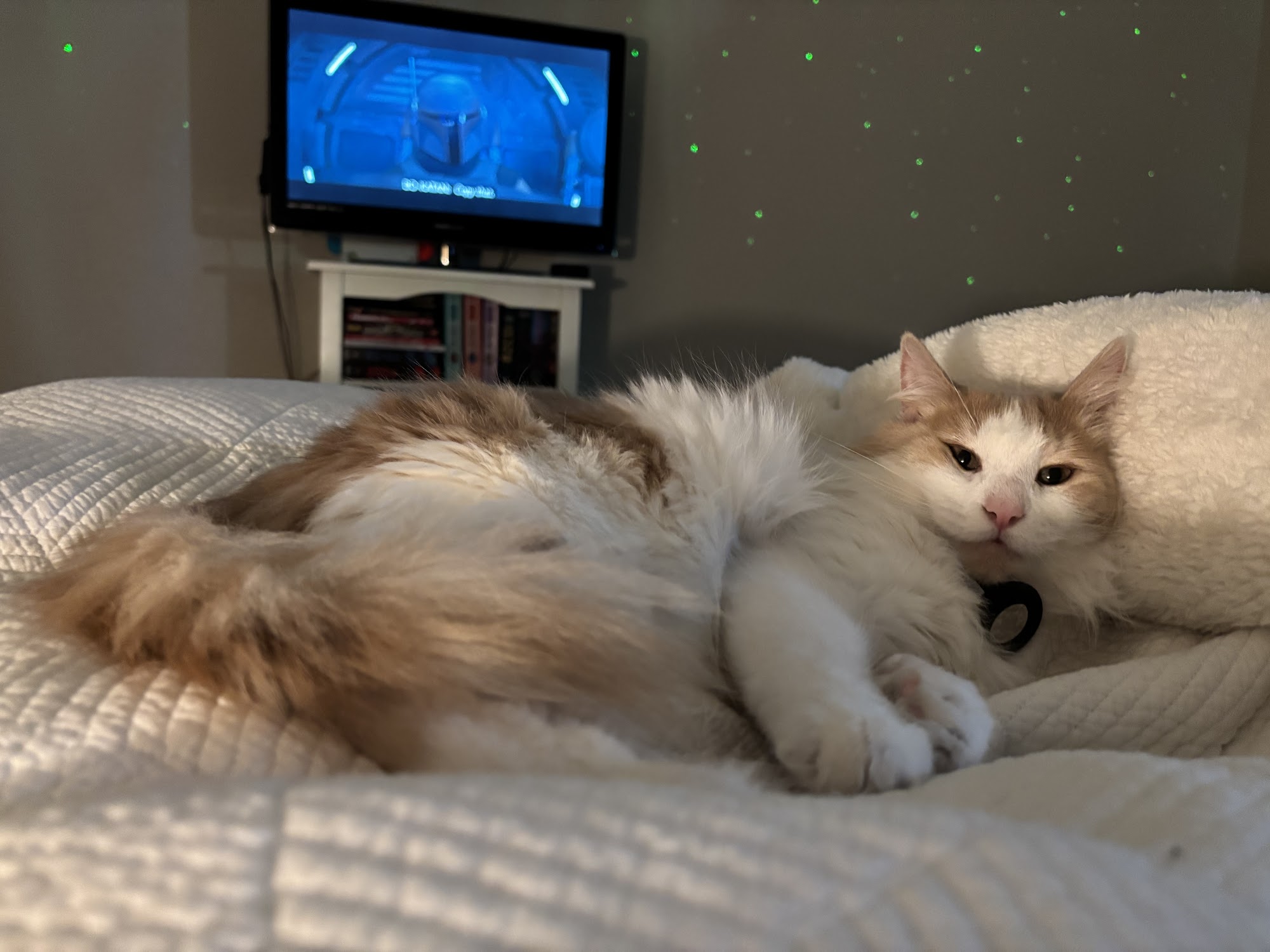 Gunnison Valley Animal Welfare League (GVAWL) Gunnison