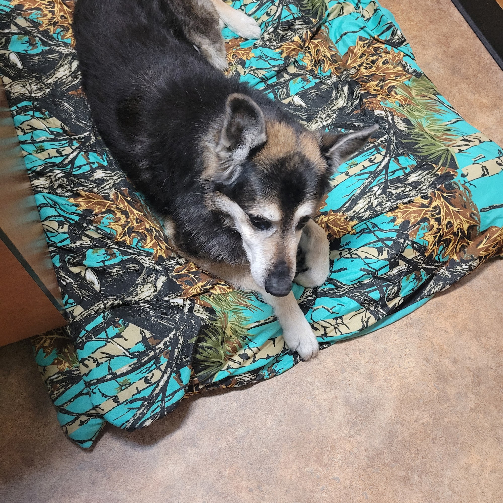 Gypsum Animal Hospital Gypsum