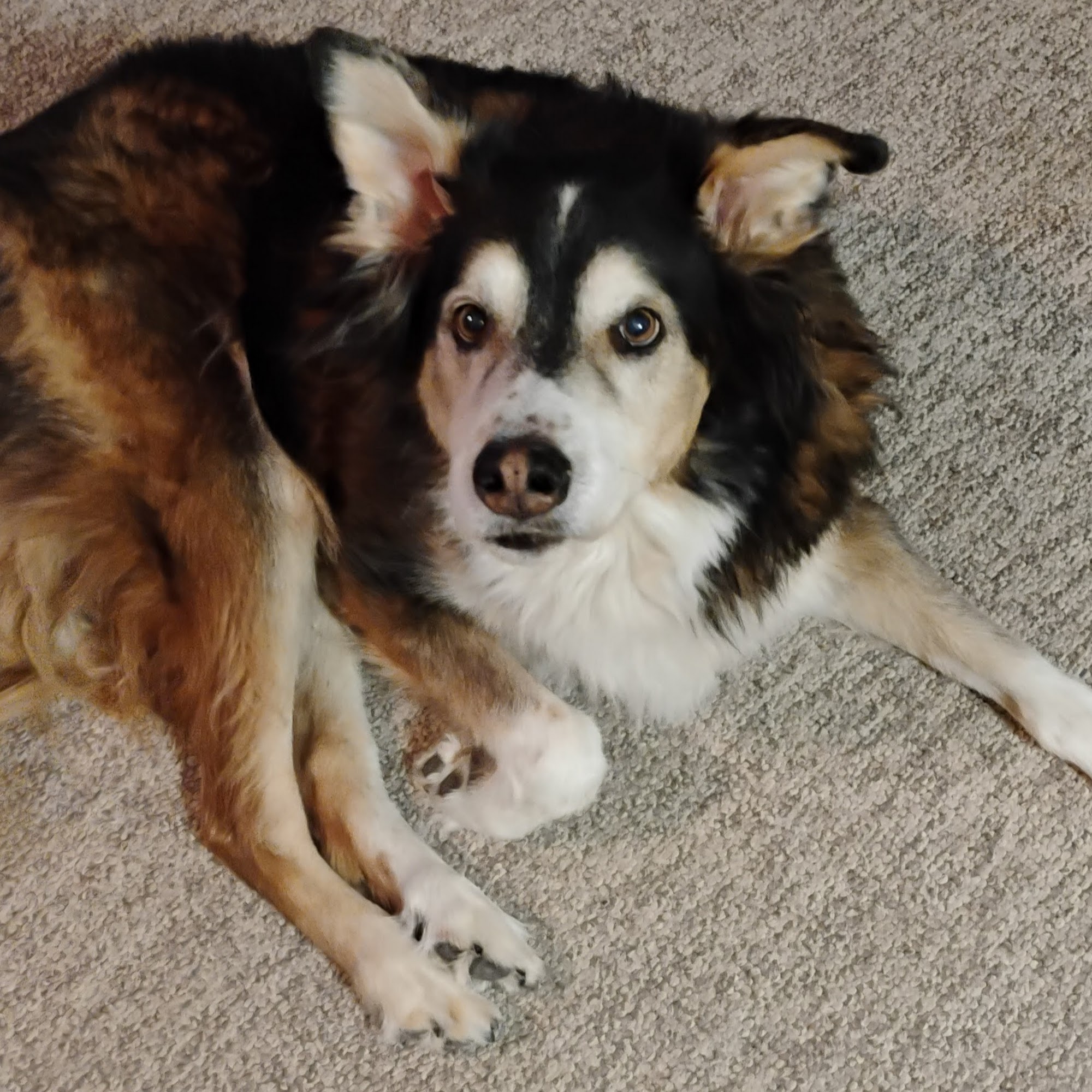 Tempel Veterinary Services 24976 Co Rd 15, Haxtun Colorado 80731