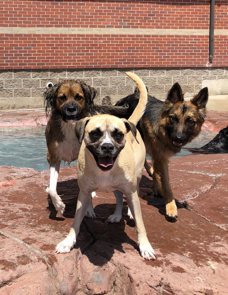 VCA Mountainview Animal Hospital & Pet Lodge Highlands Ranch