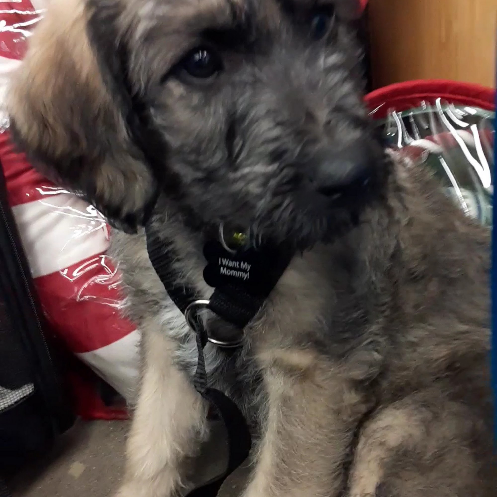 Petco Highlands Ranch