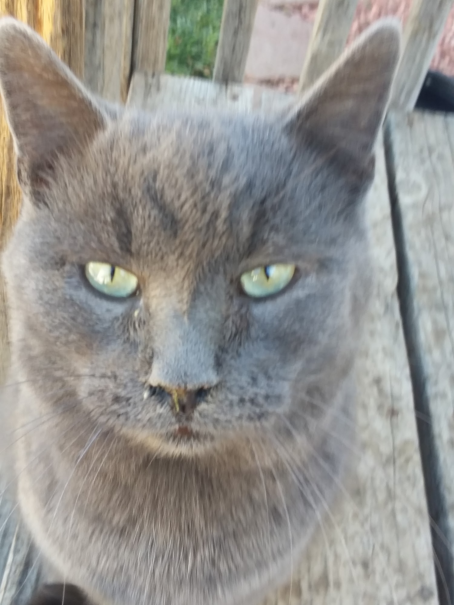 TLC Veterinary Clinic La Junta