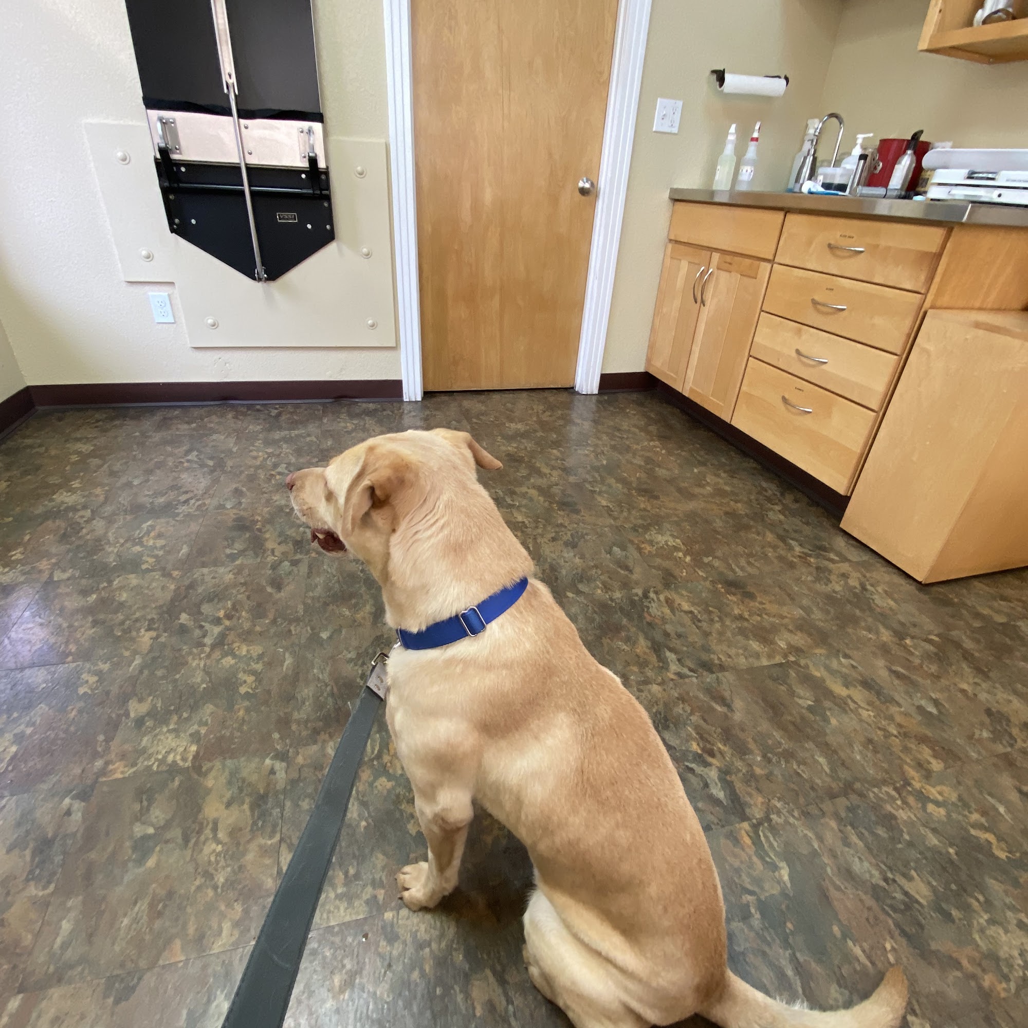 Jasper Animal Hospital Lafayette