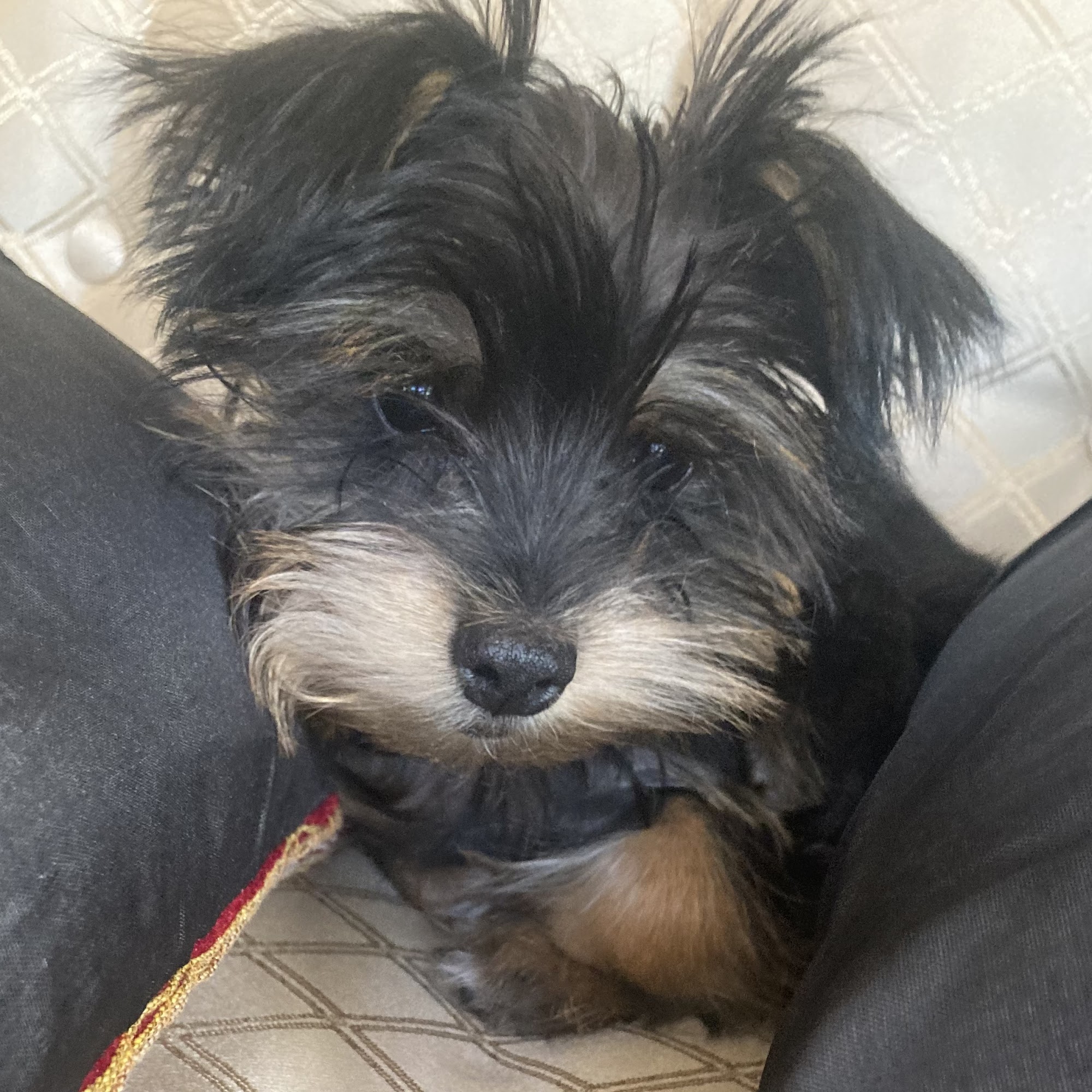 Mountain Ridge Animal Hospital Lafayette