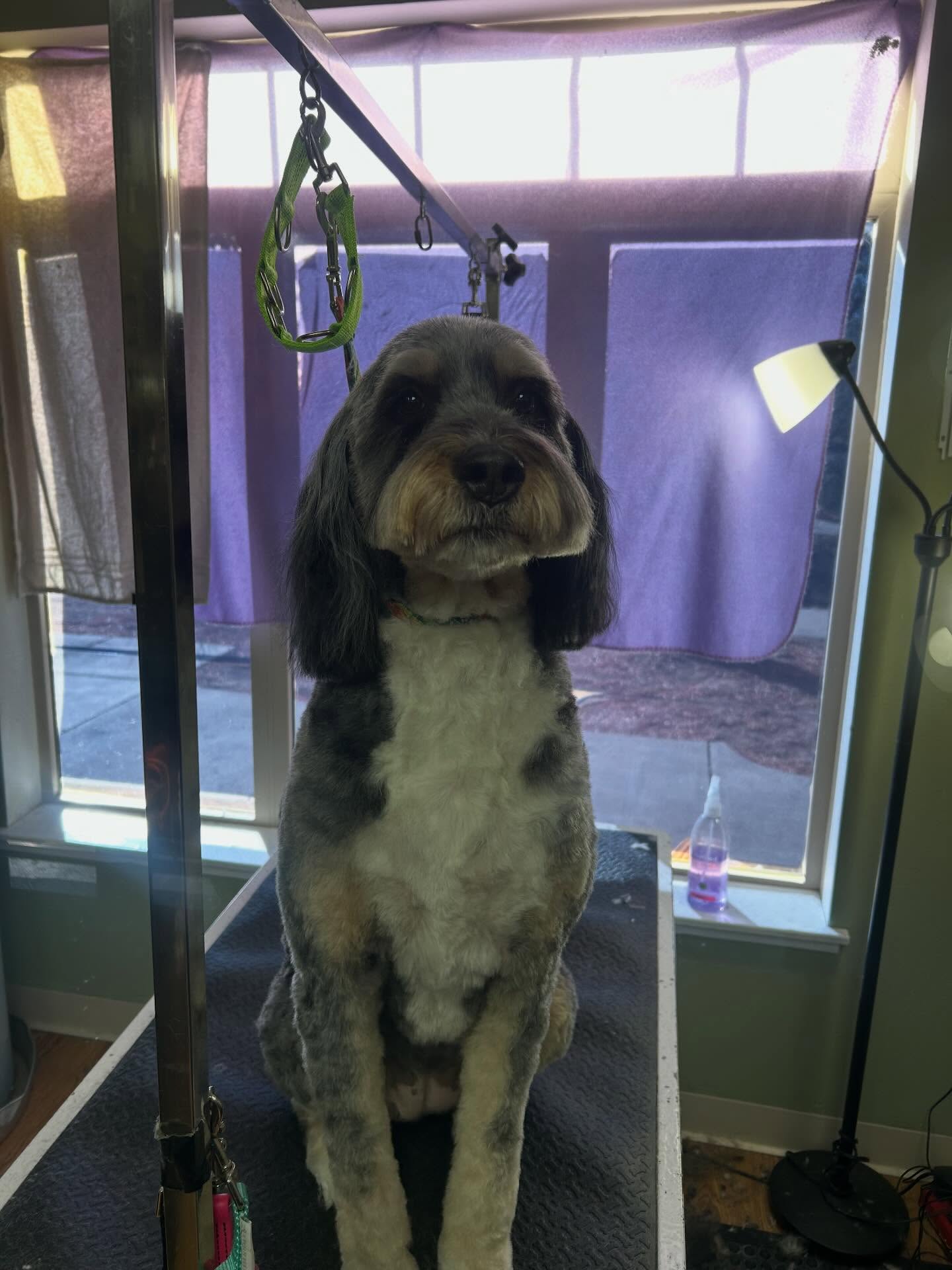 Gone Wild Pet & Supply Lafayette