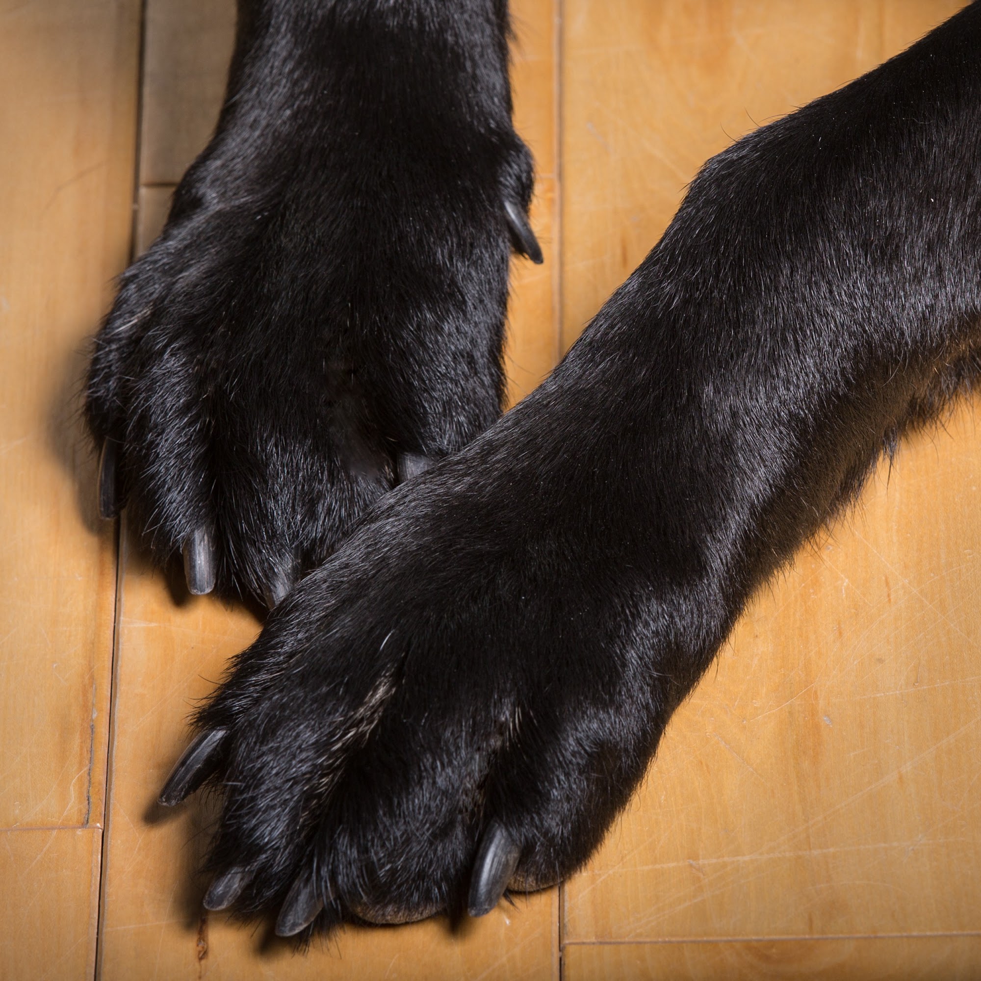 BlackPaw Dog Training Lafayette