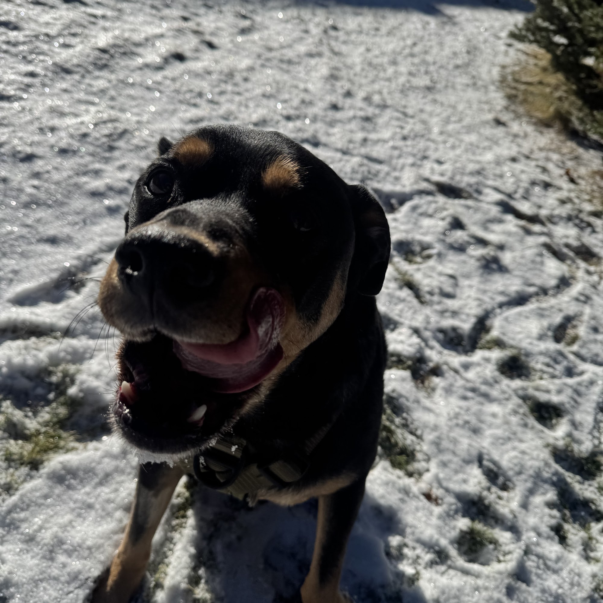 Dr. Bob's Vet Shop Lakewood