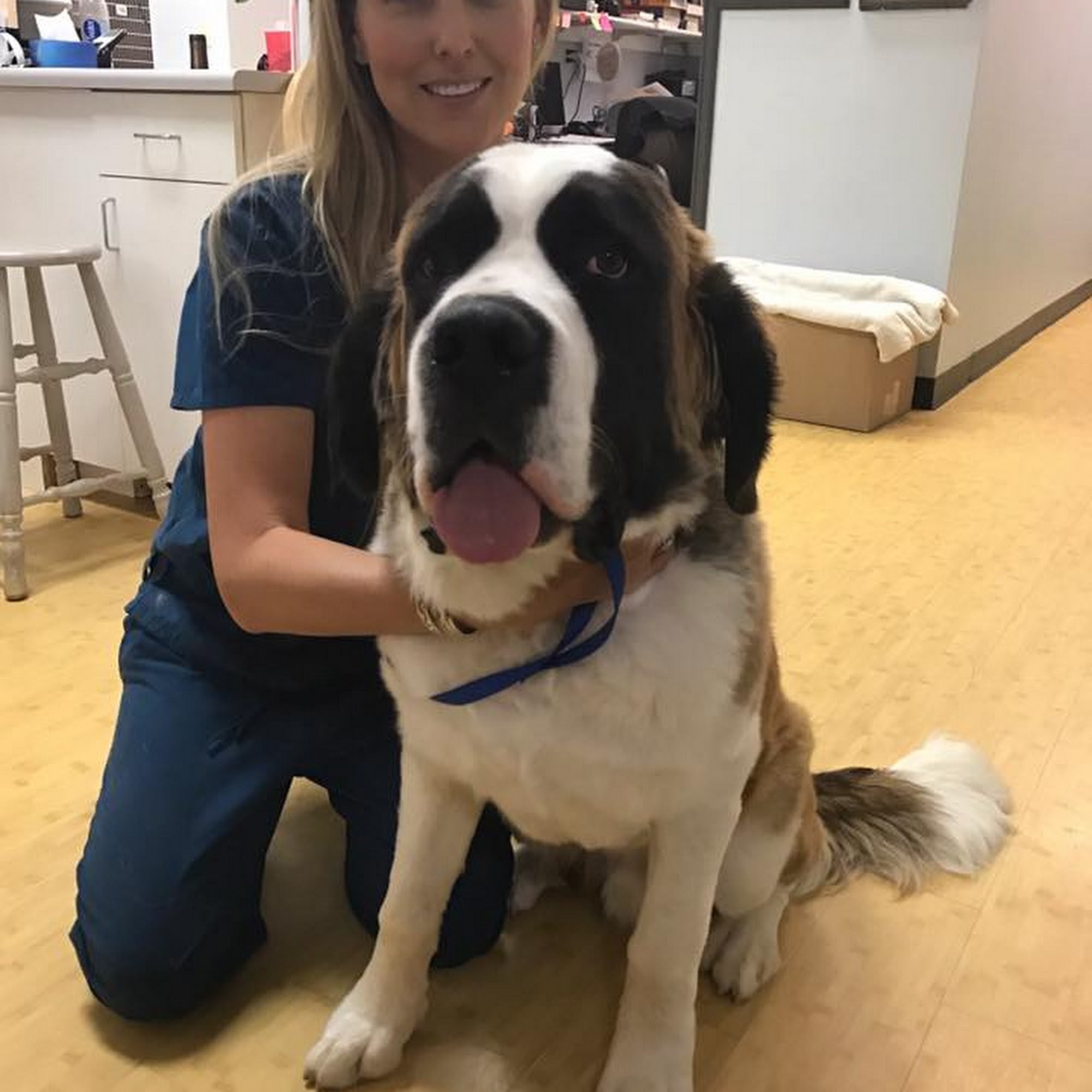 Fox Hollow Animal Hospital Lakewood