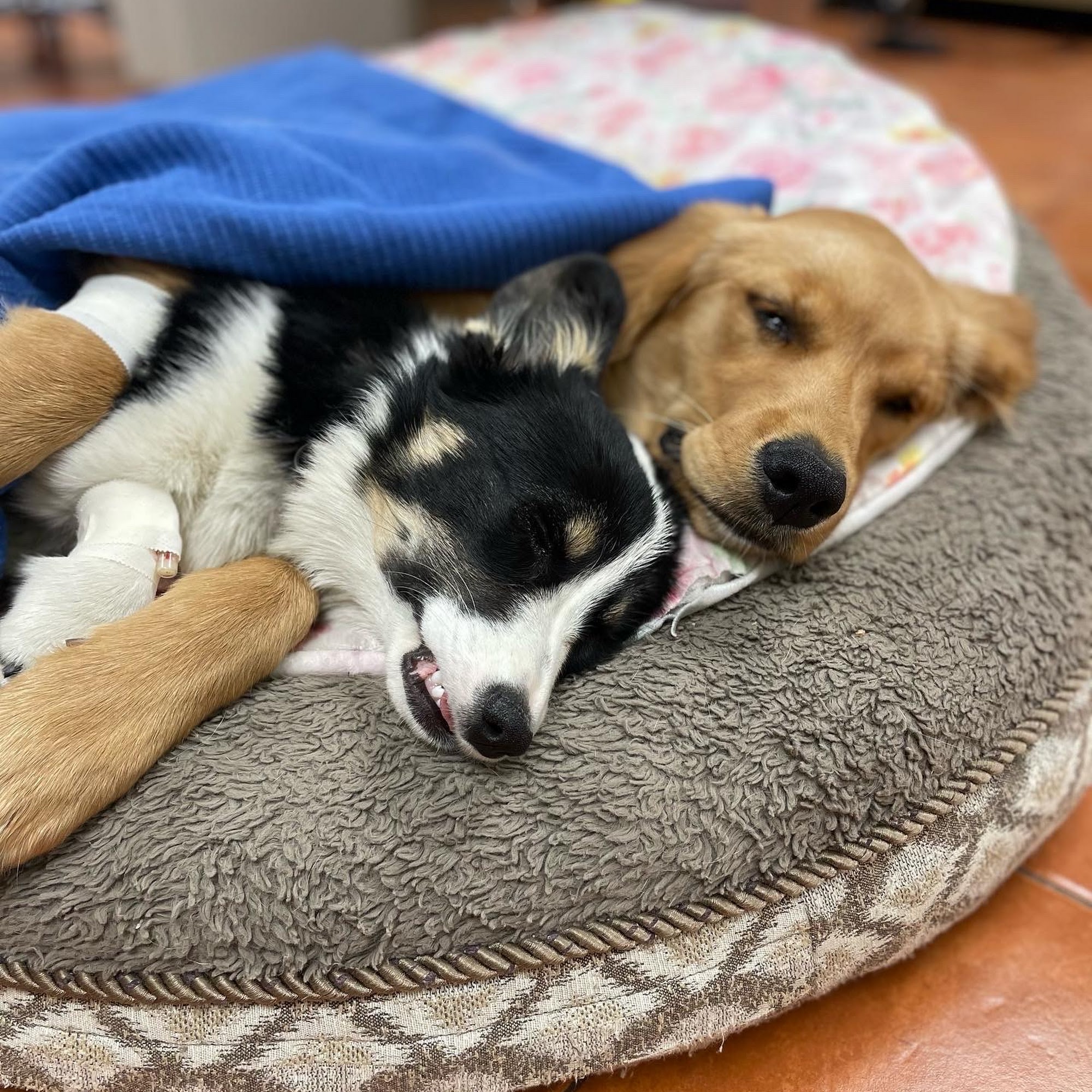 Foothills Animal Hospital Lakewood