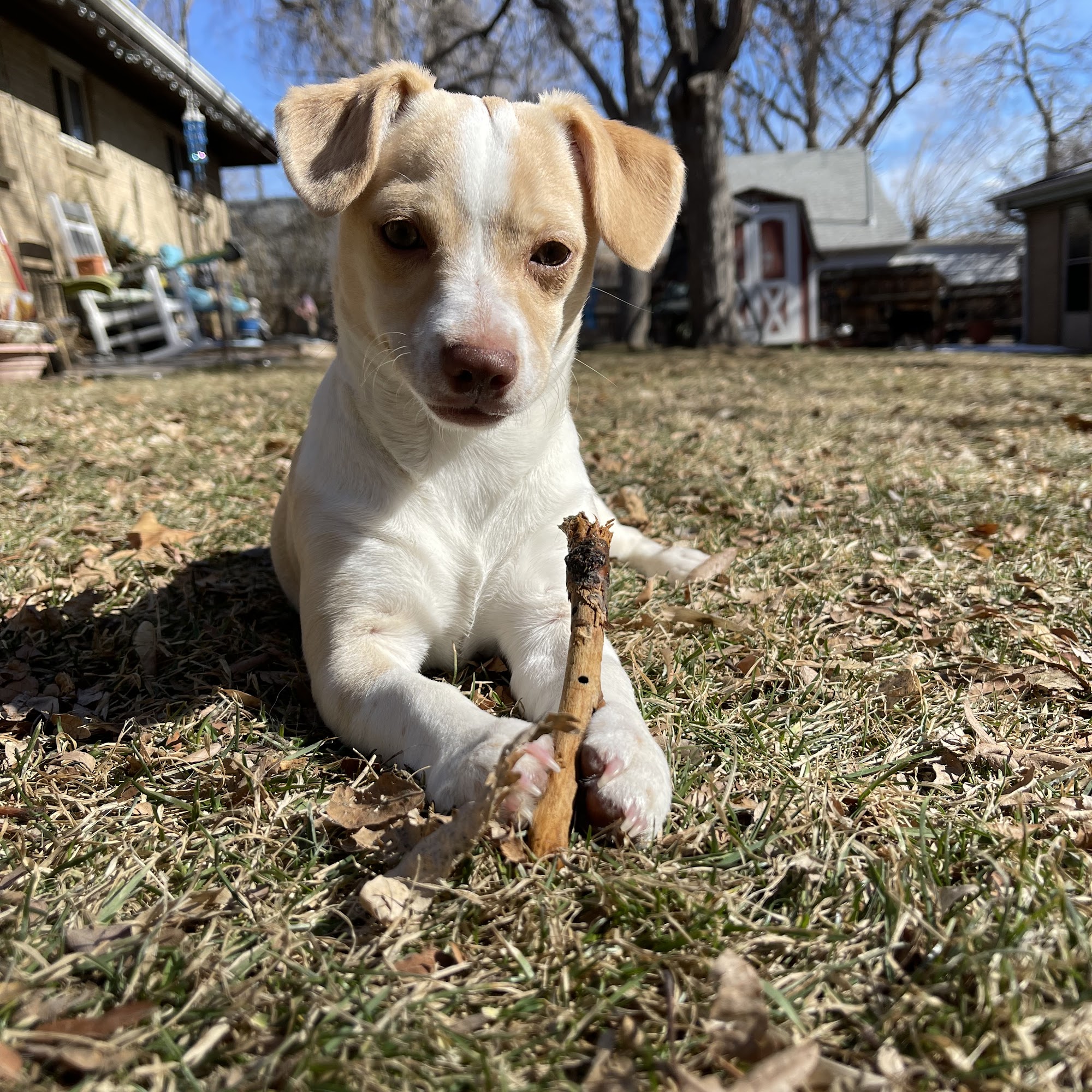 Life Is Better Rescue Lakewood