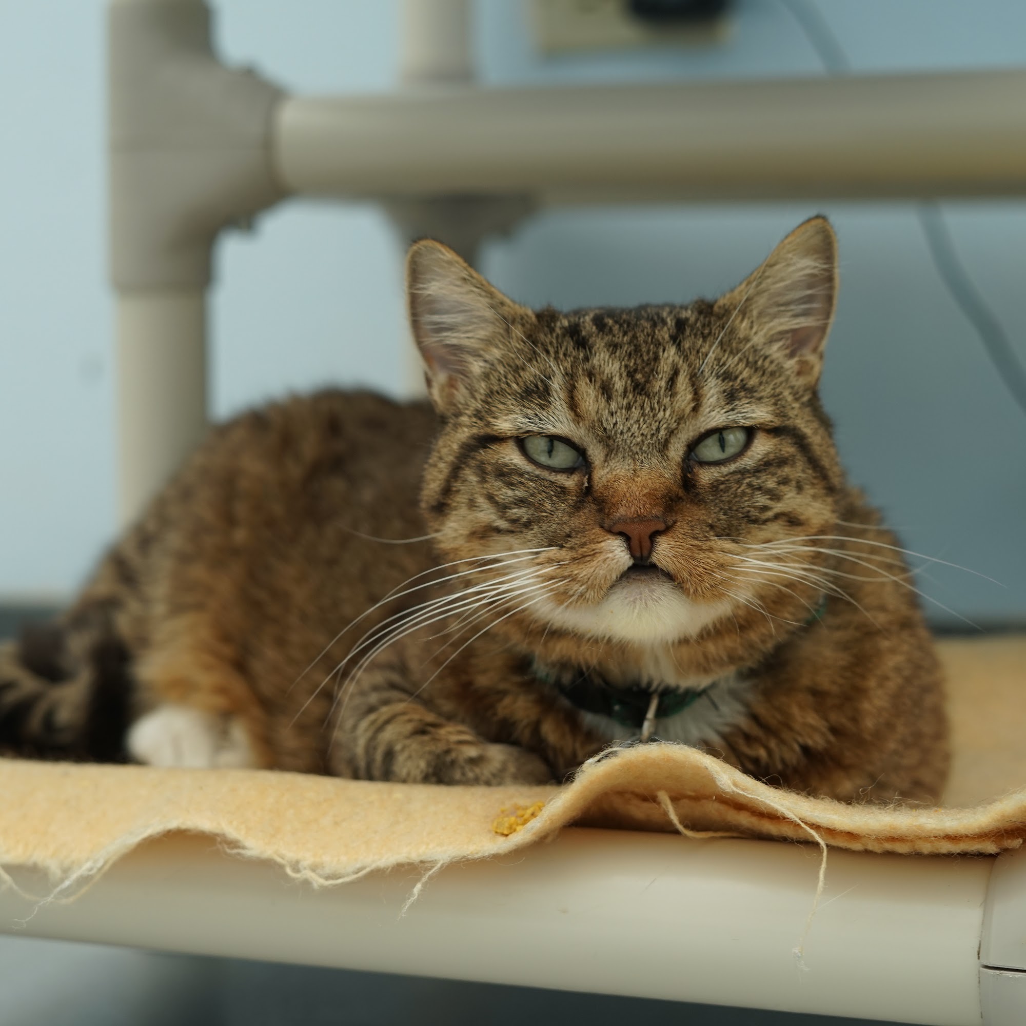 Cat Care Society Lakewood