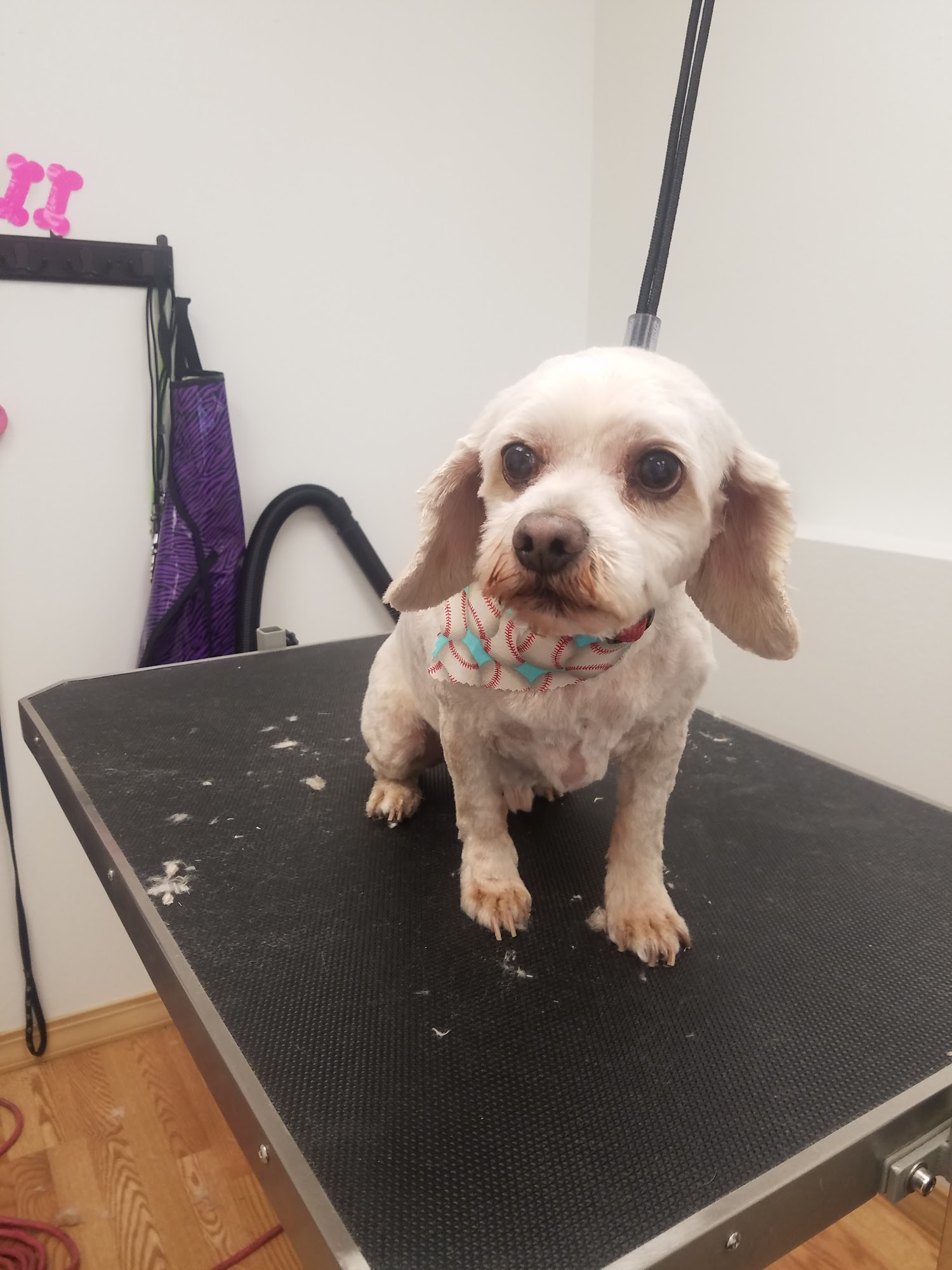 Tail Wag'N Grooming Lamar