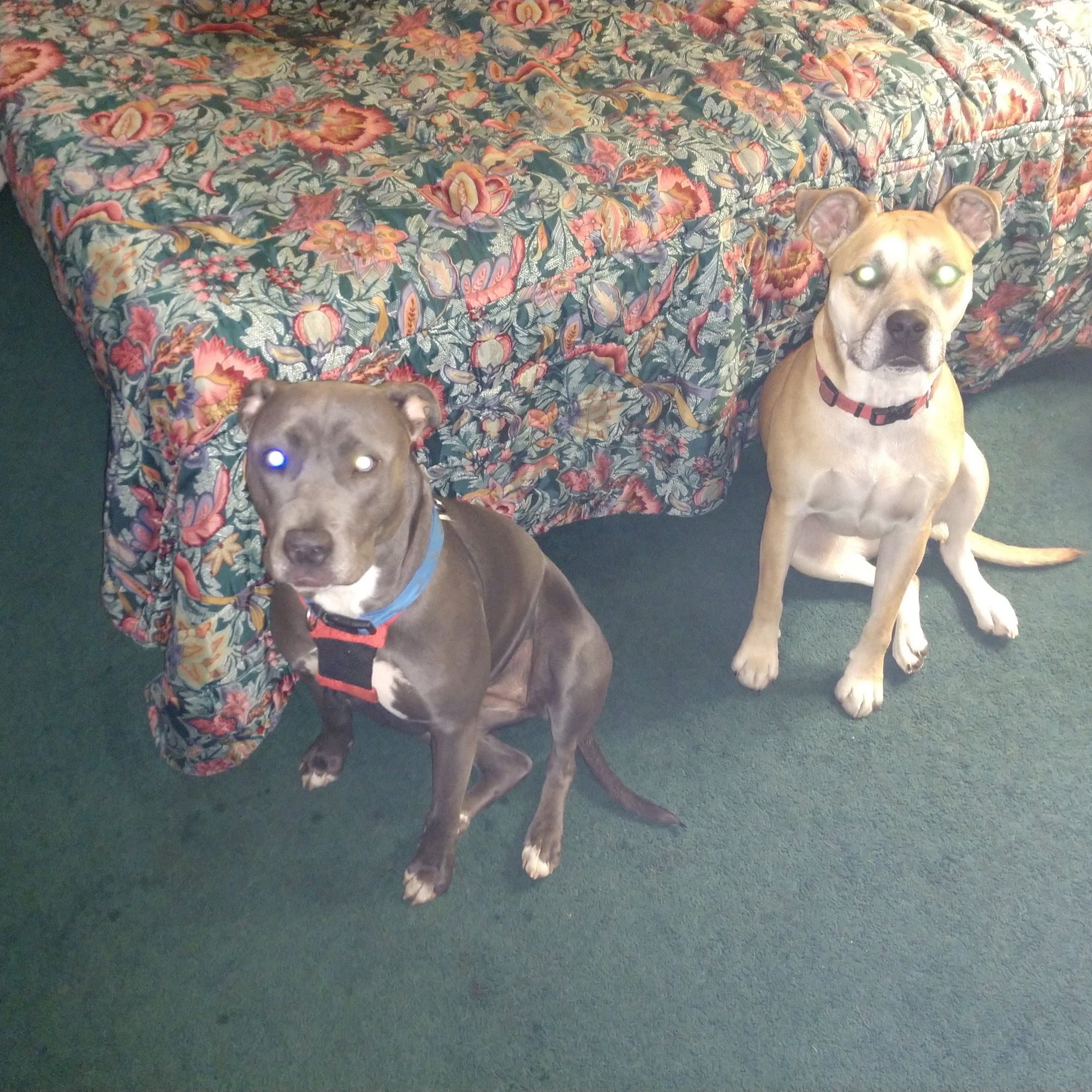 Lamar Veterinary Clinic Lamar