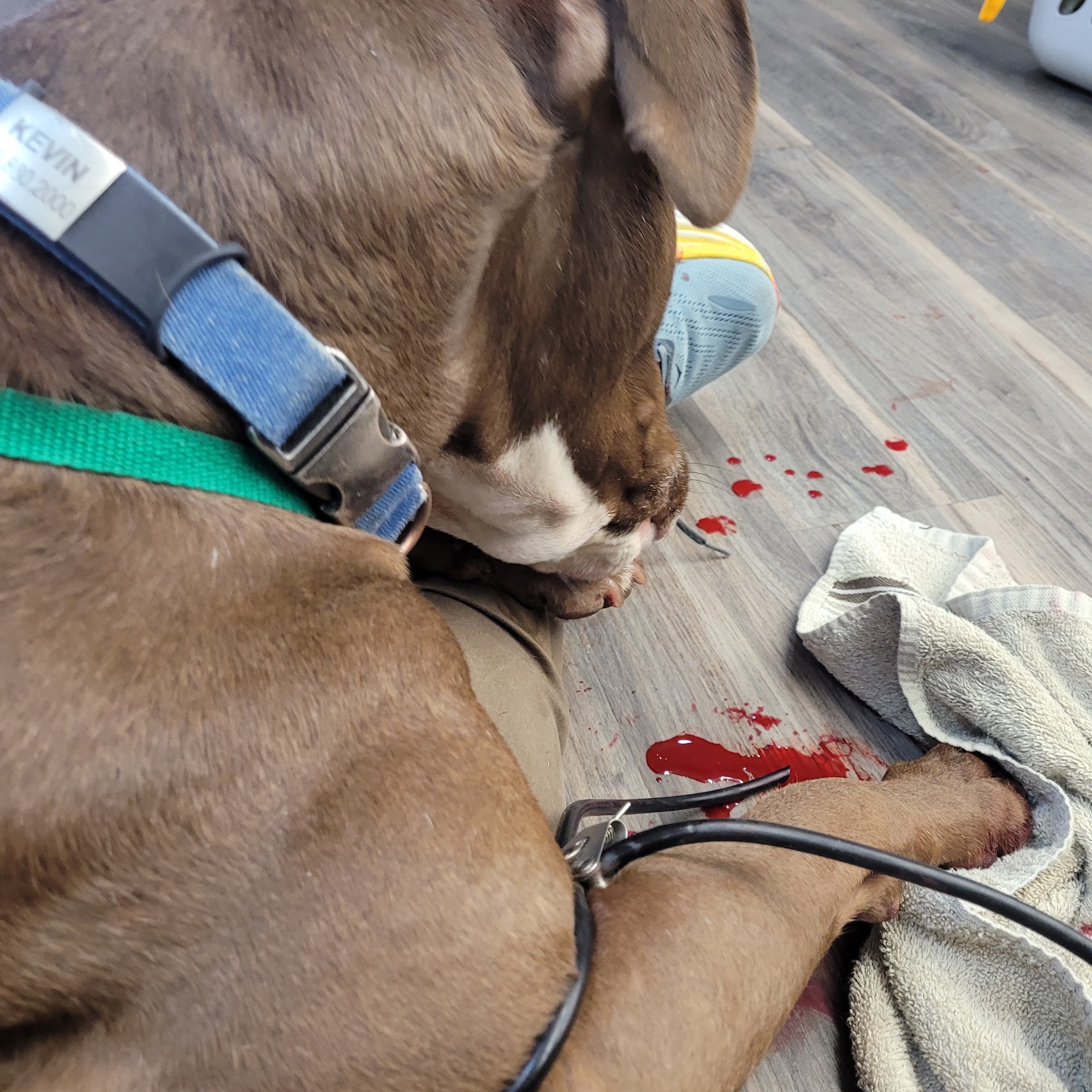 Lamar Animal Medical Center Lamar