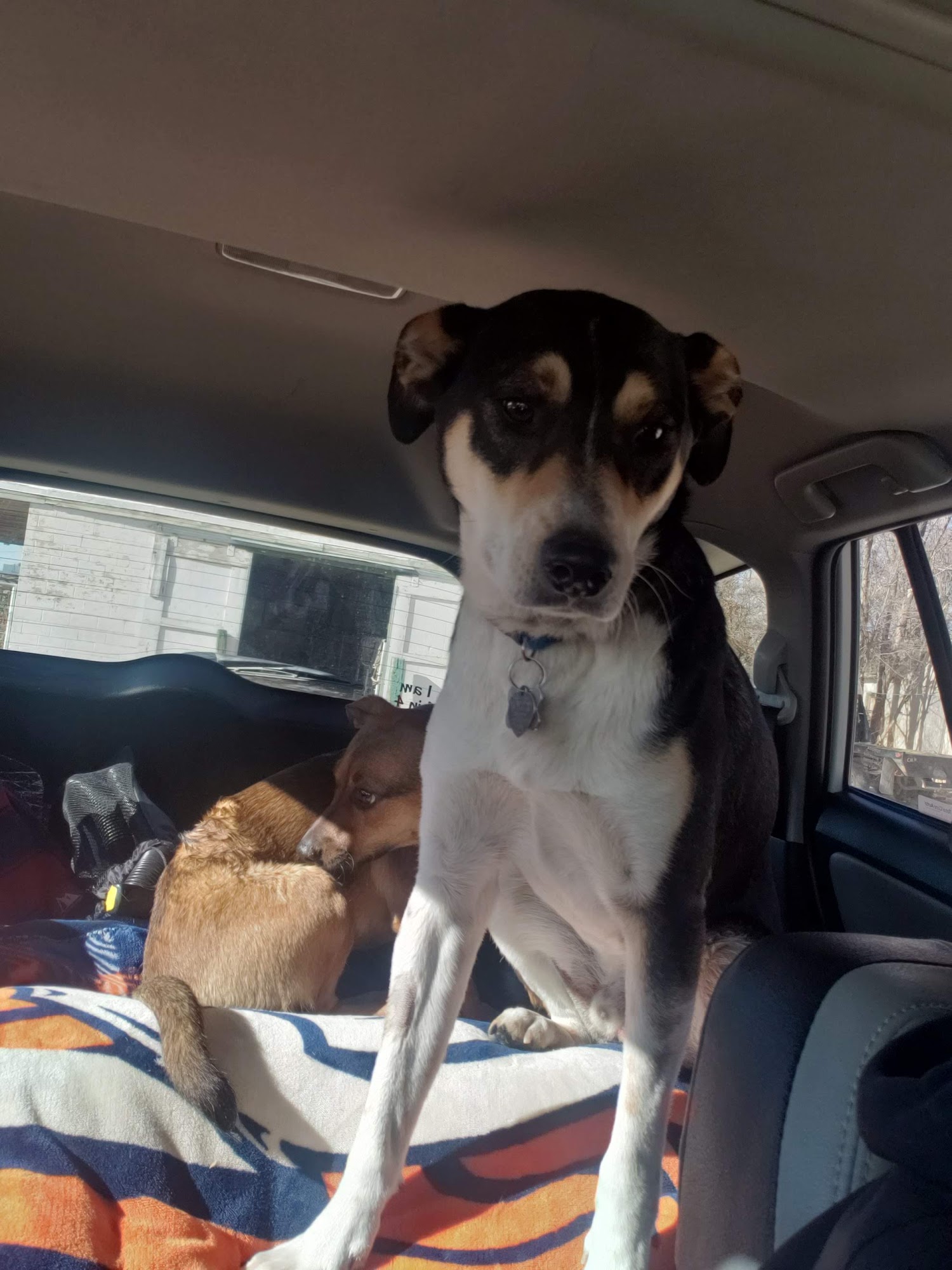 Eaton Veterinary Clinic Lamar