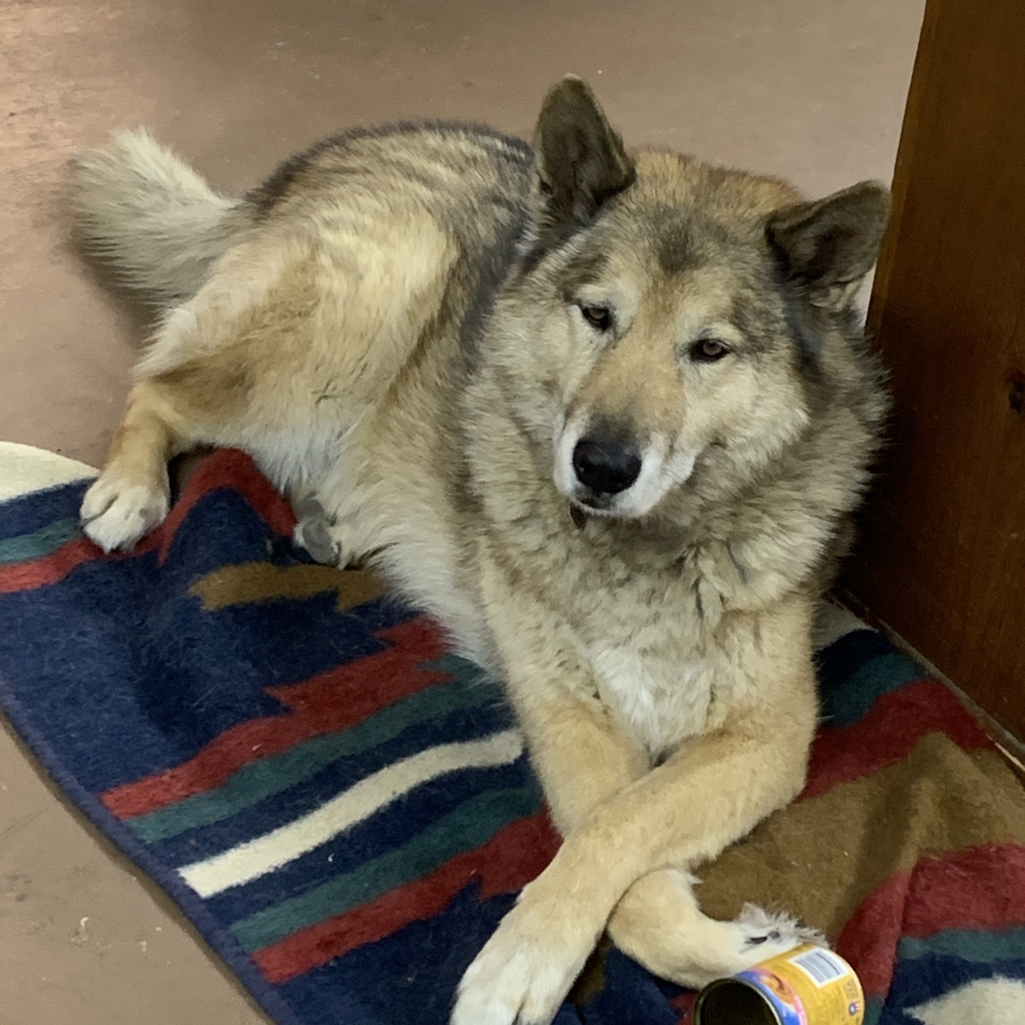 Big Timbers Veterinary Clinic Lamar