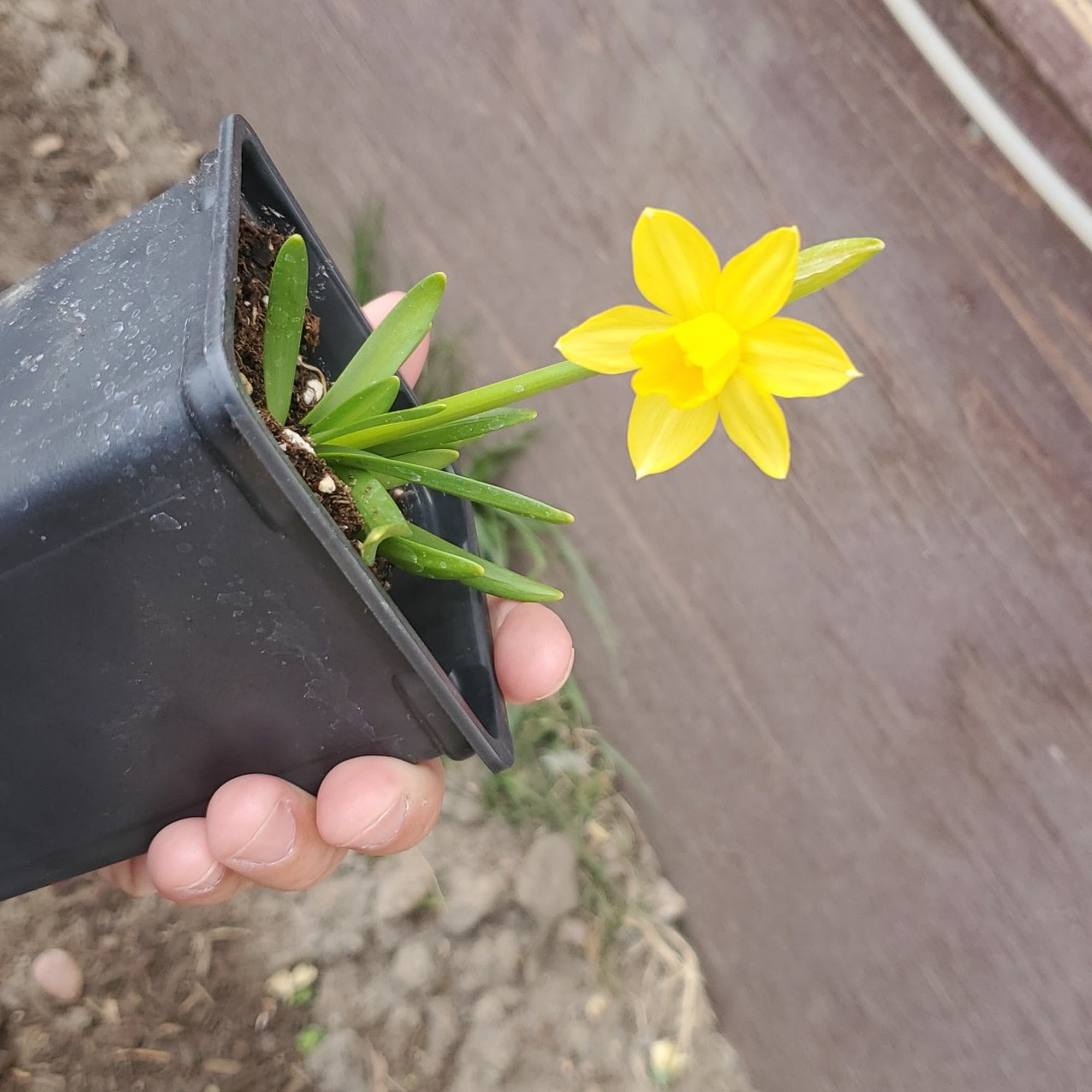 Walmart Garden Center Lamar
