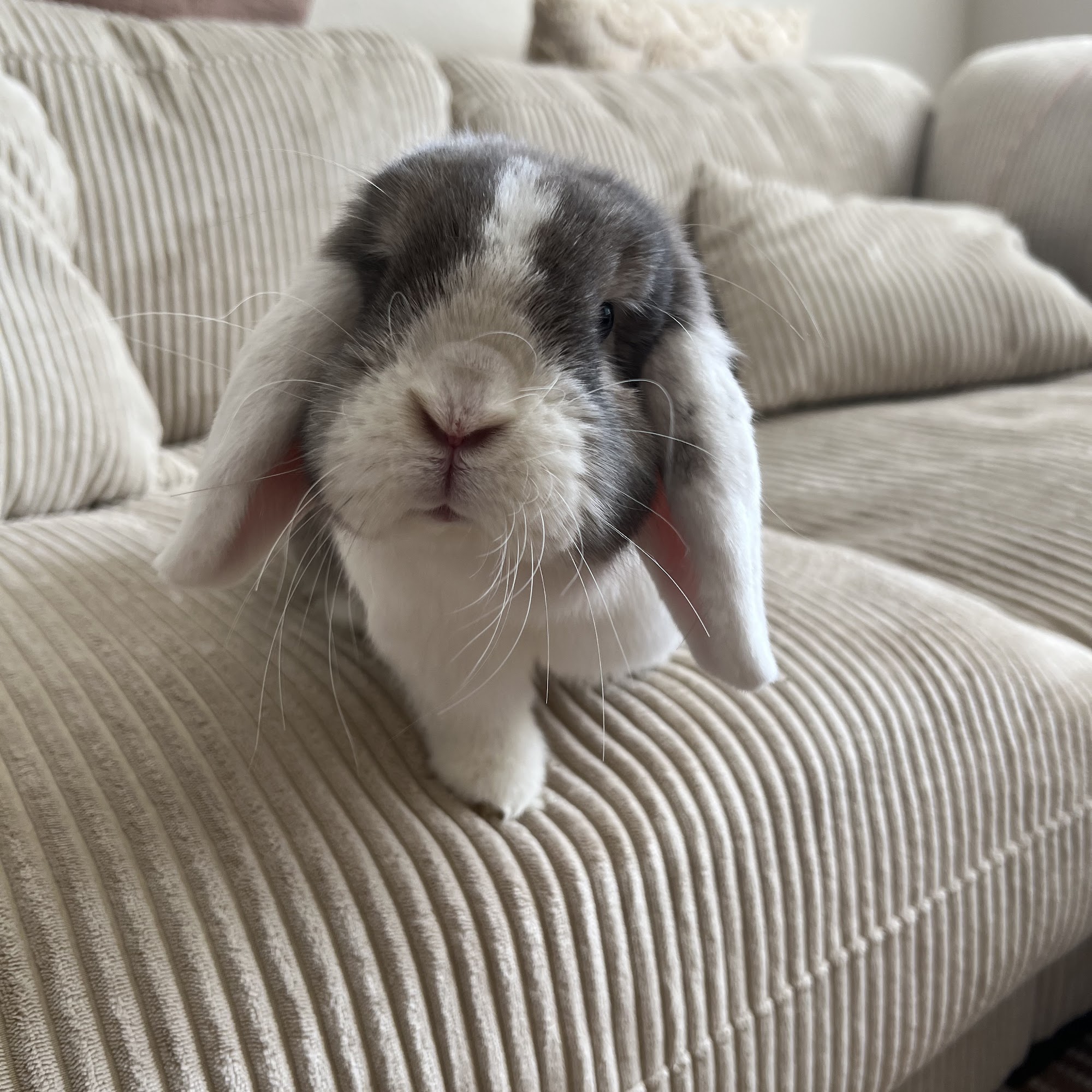 Laporte Animal Clinic Laporte