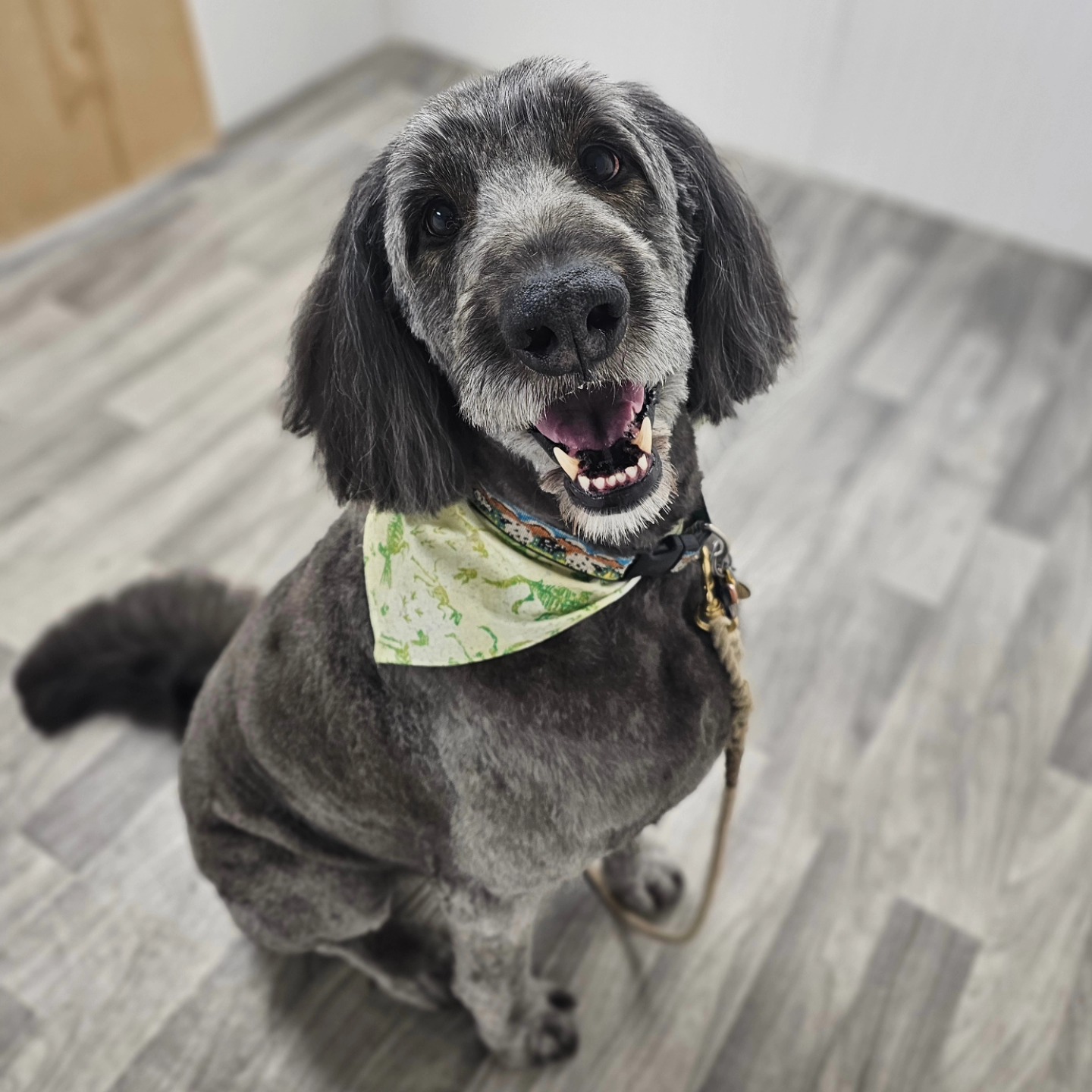 Lovely Lucy’s Dog and Cat Grooming Laporte