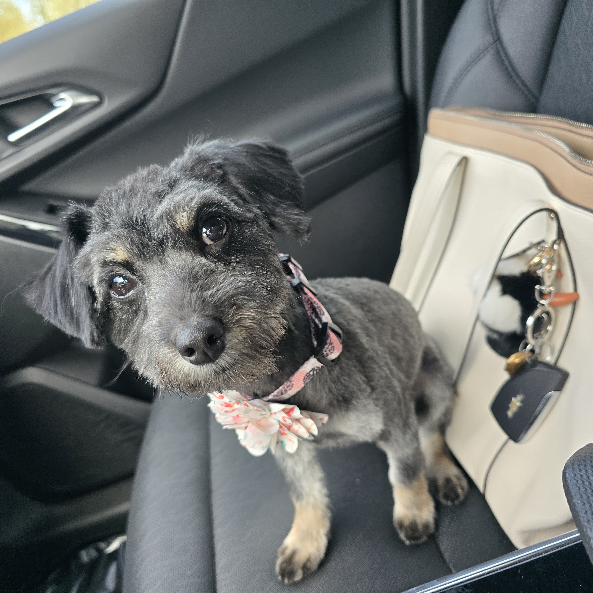 Lovely Lucy’s Dog and Cat Grooming Laporte