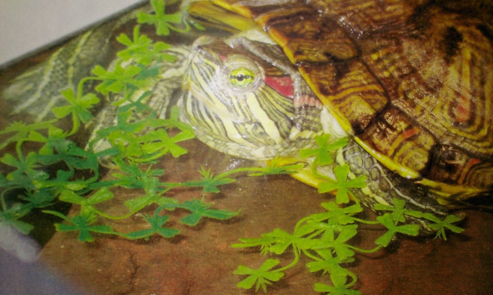 VCA Dakota Ridge Animal Hospital Littleton