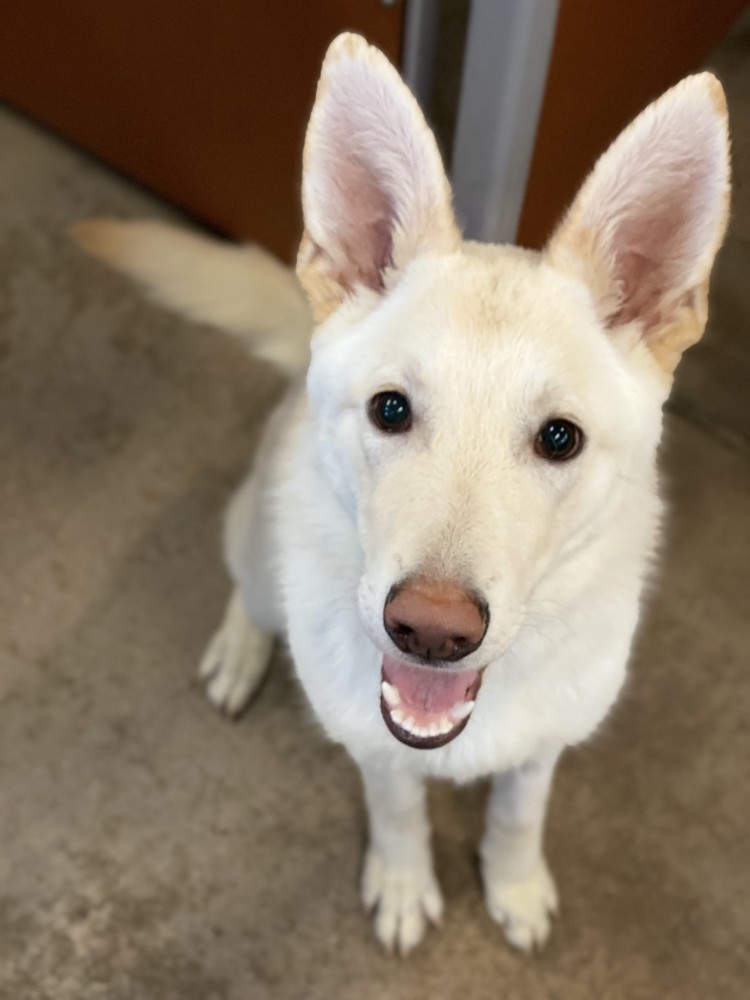 Camp Bow Wow Littleton