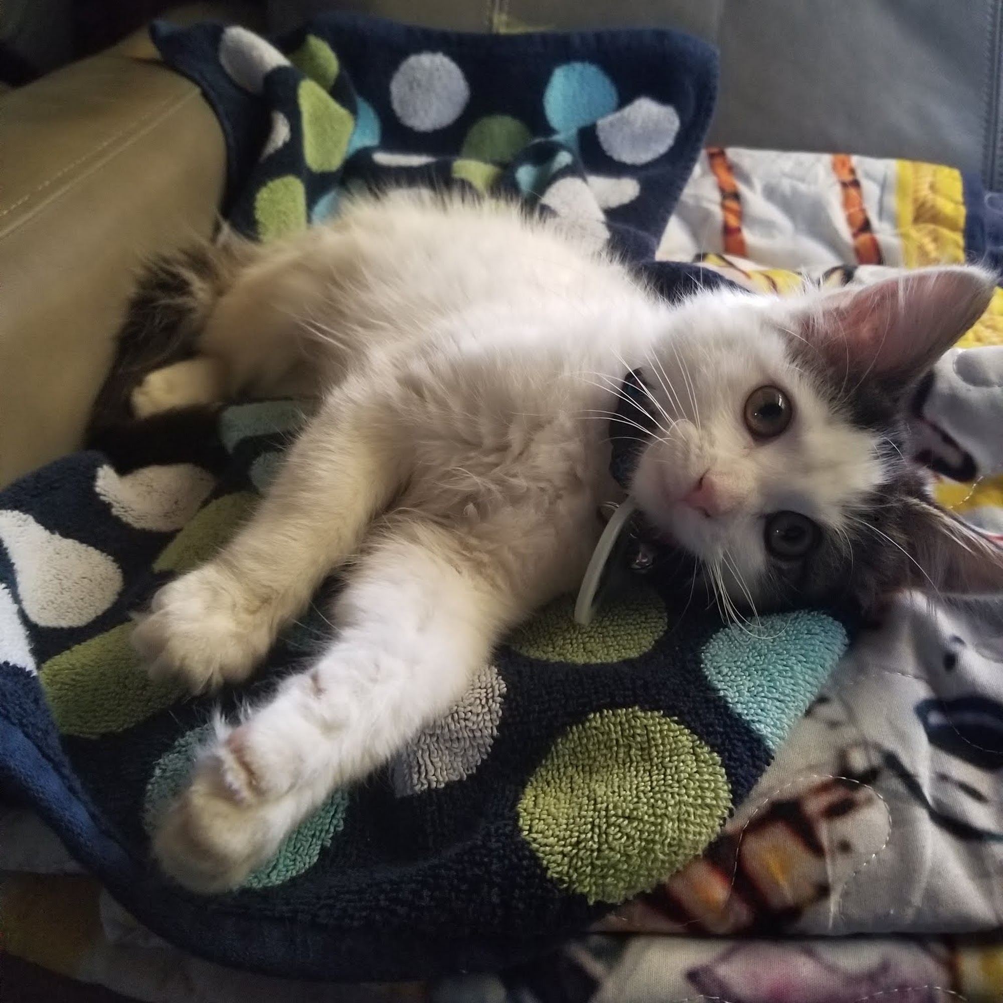 Redstone Animal Hospital Littleton