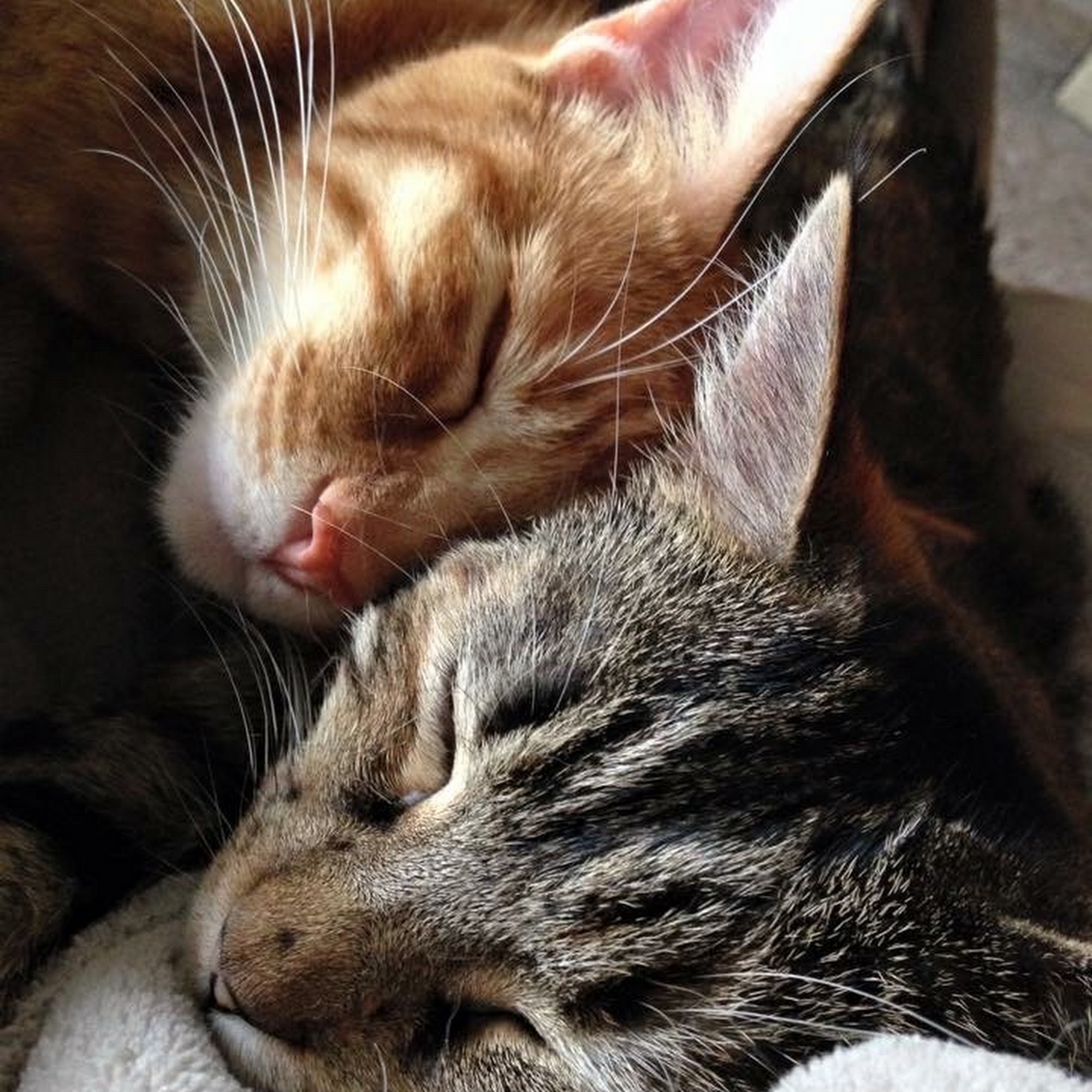 Bouton Veterinary Hospital Littleton