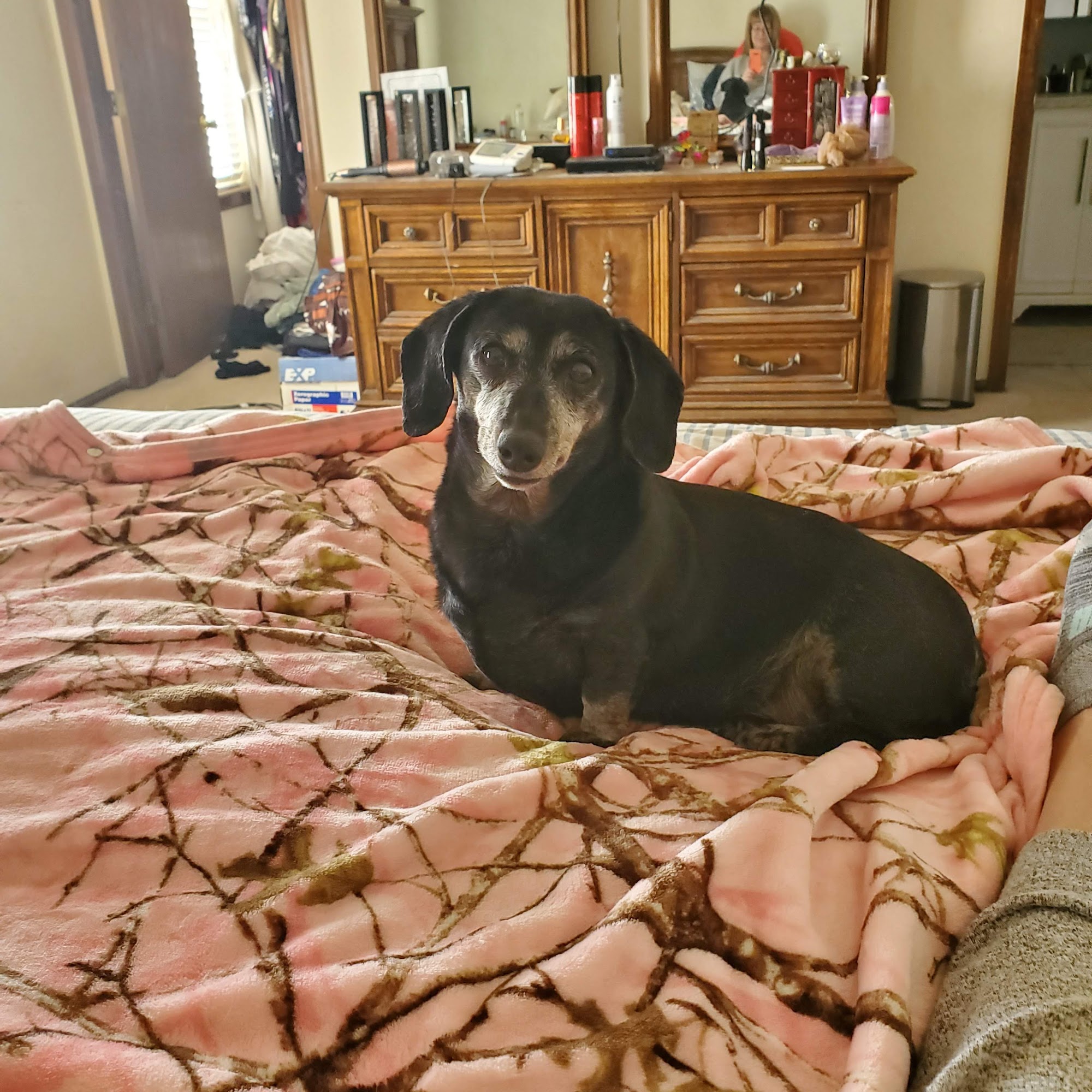 Just for Paws Veterinary Hospital Littleton