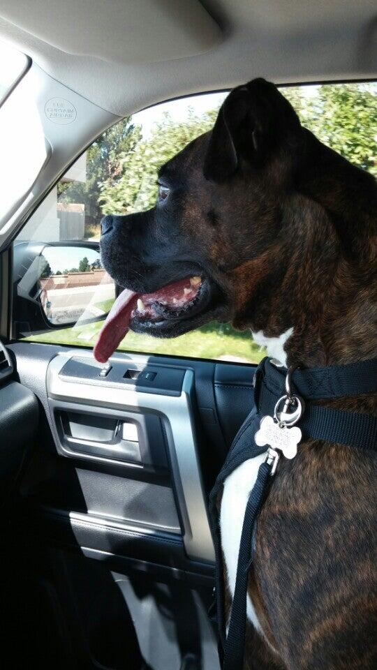 Dogtopia of Highlands Ranch Littleton