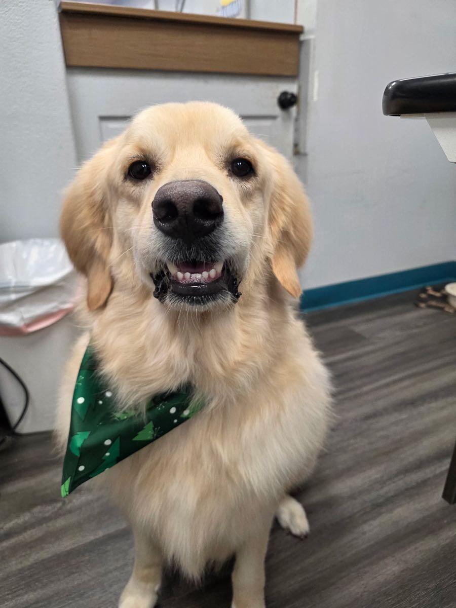 Animal Alliance Dog Grooming Littleton