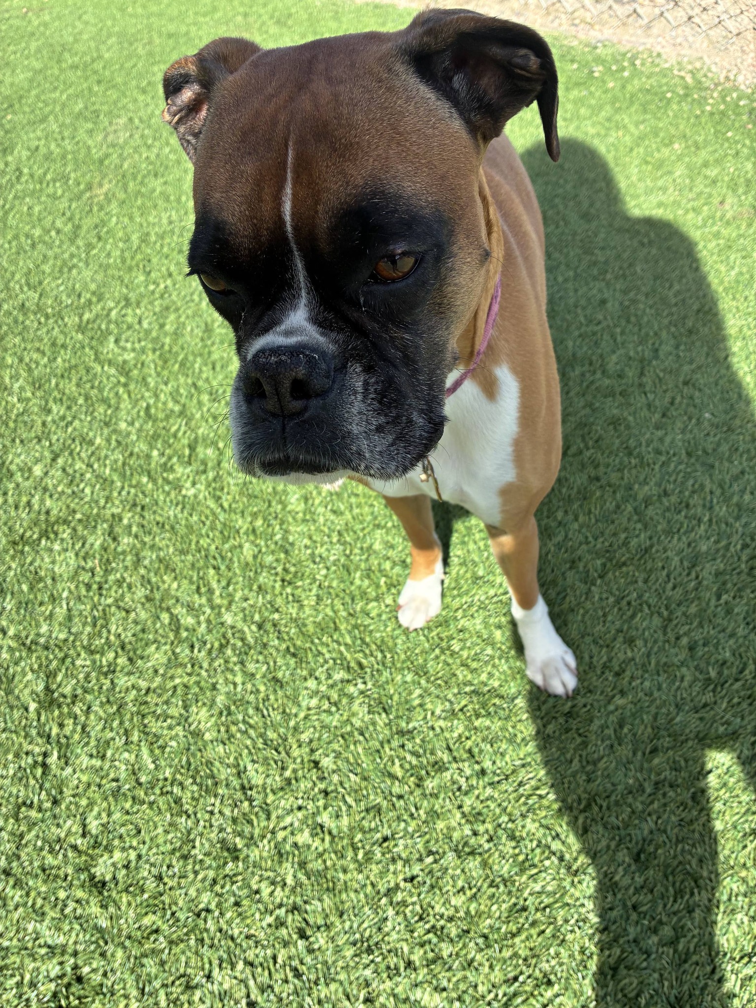 A Dog's World Littleton