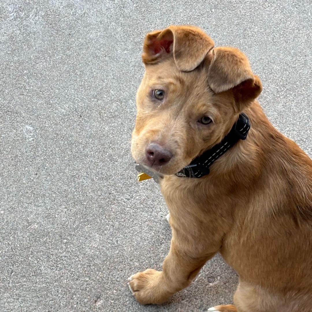 Lost Coffee Littleton