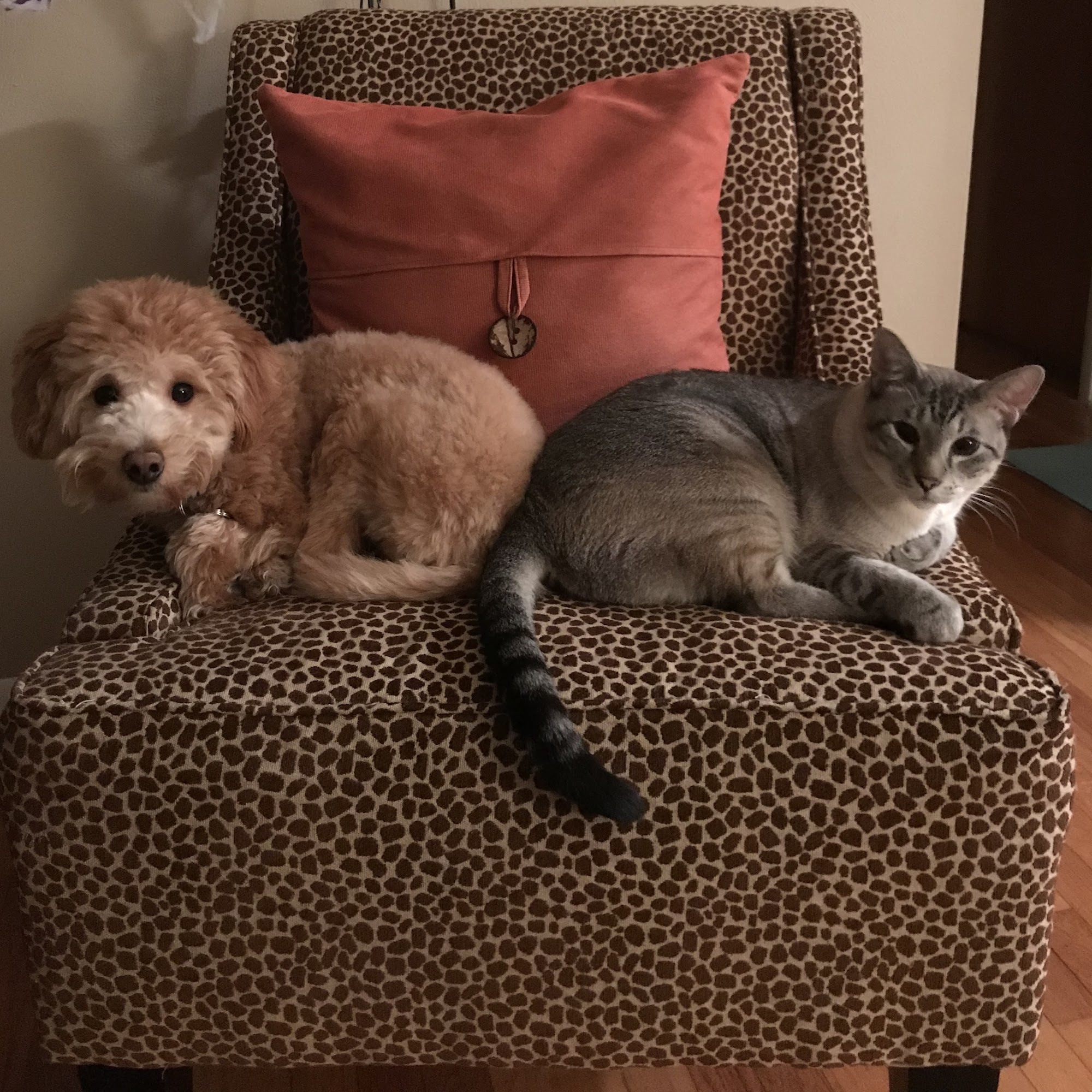 The adorable dog co. Littleton