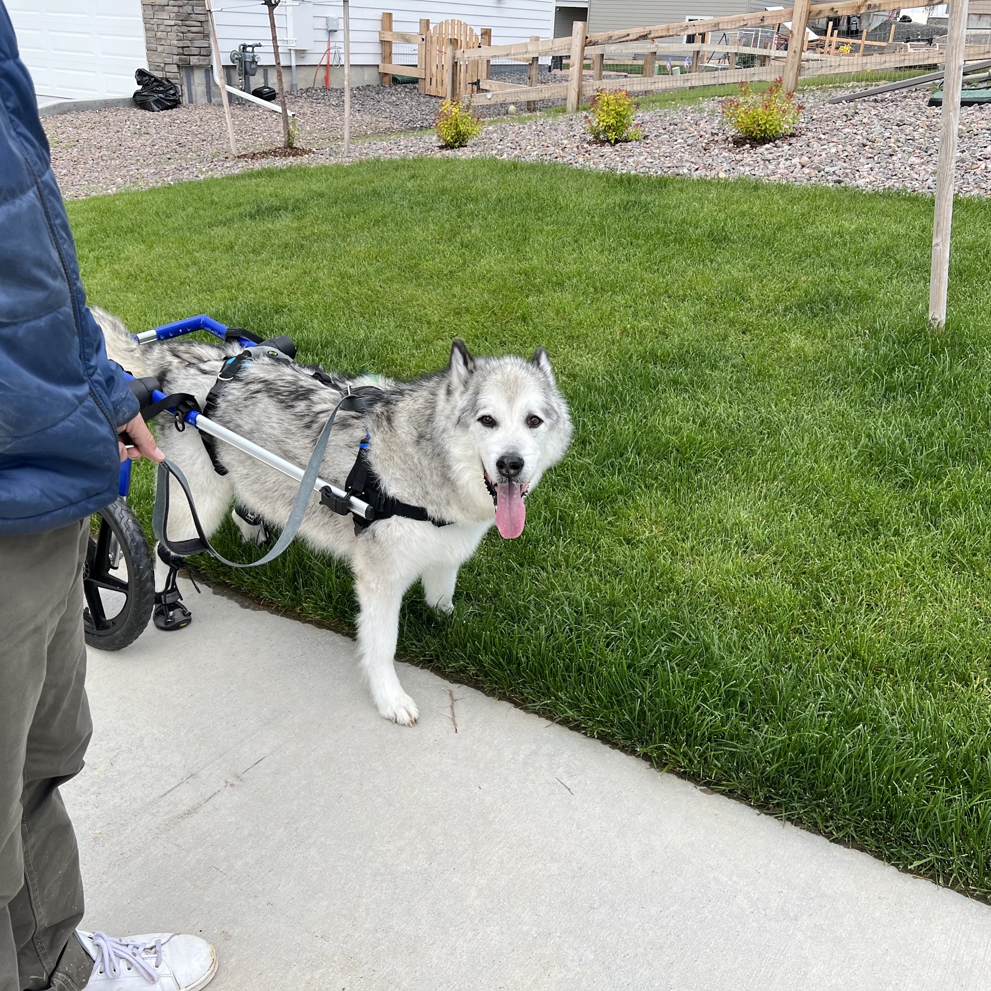 On TRAC Veterinary Care Littleton